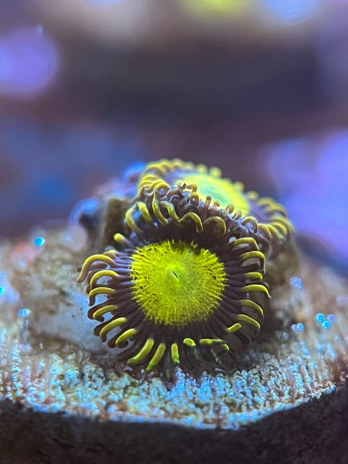 Zoanthus «King Midas»