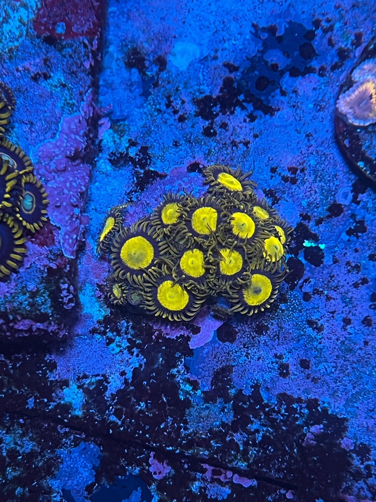 Zoanthus "King Midas" - Imagen 4