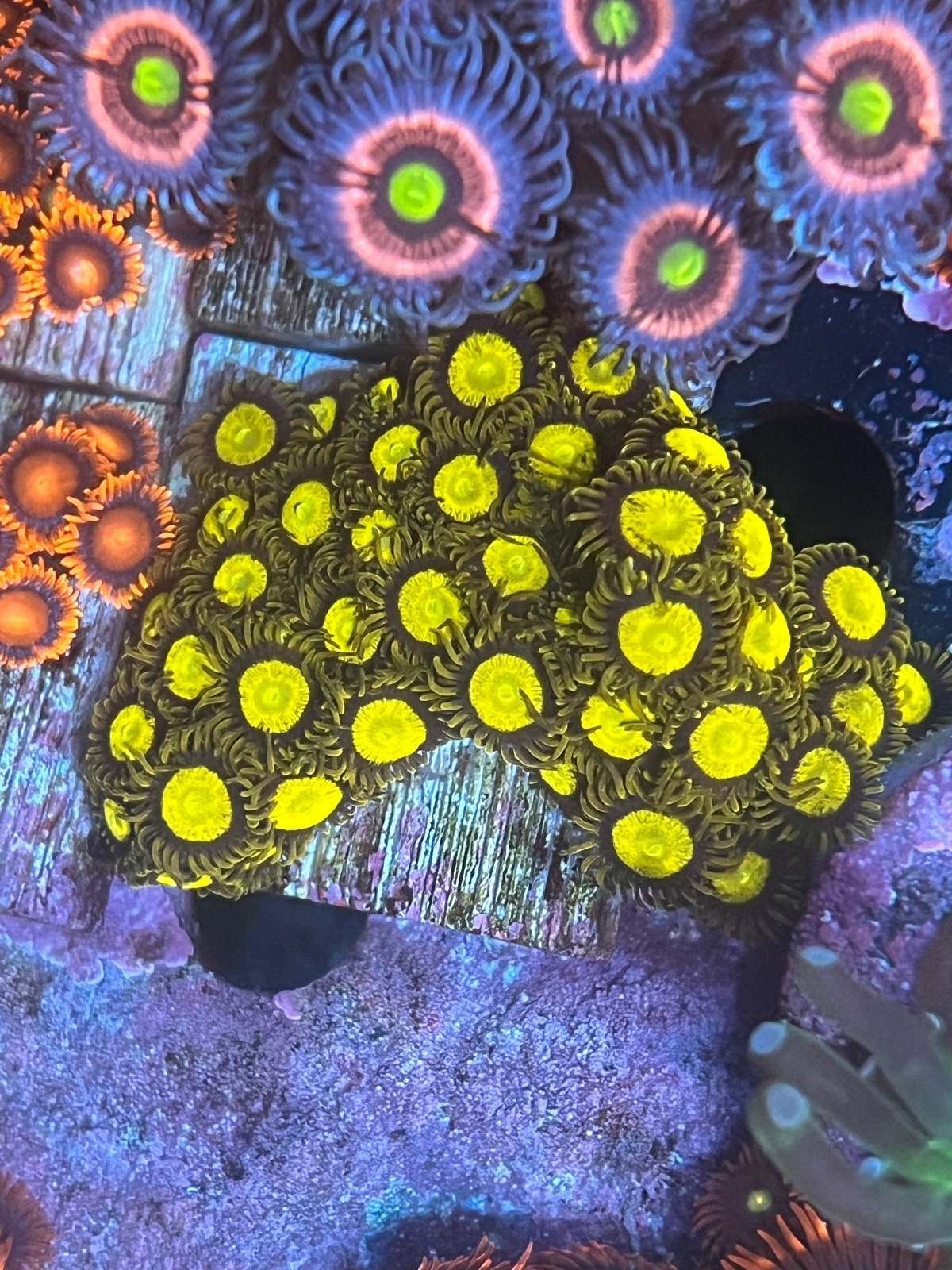 Zoanthus "King Midas" - Imagen 3