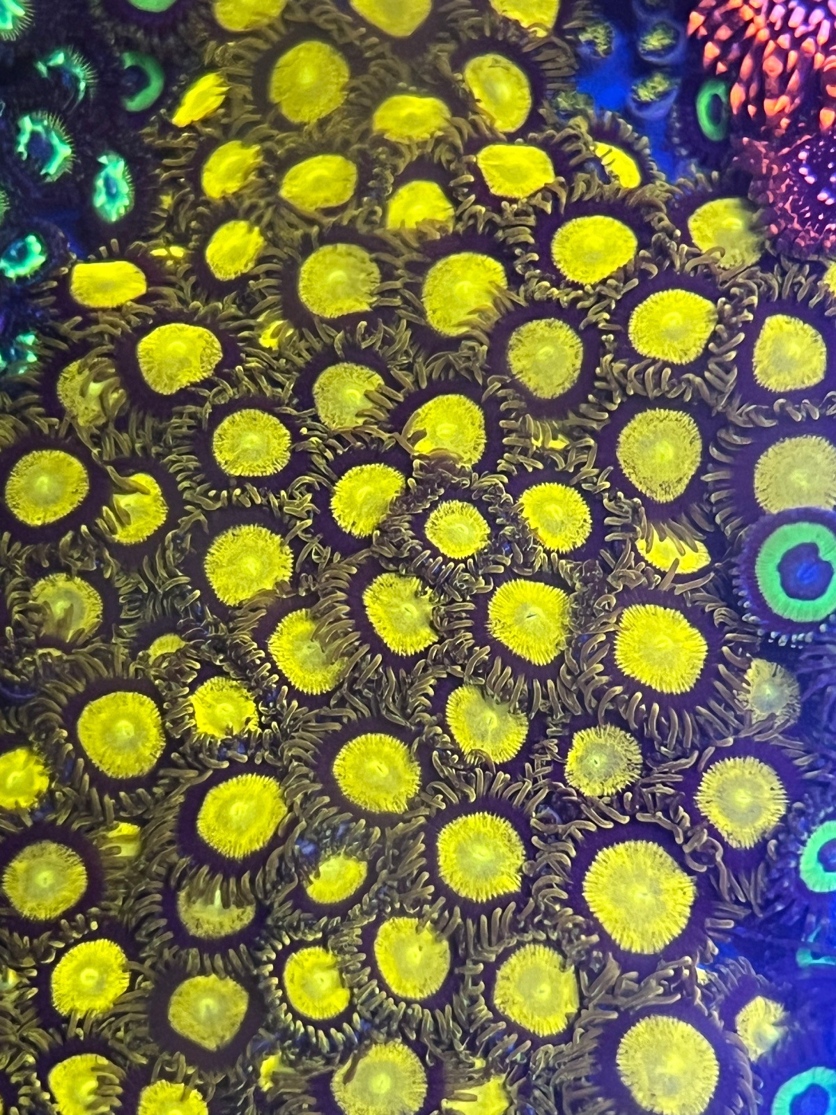 Zoanthus "King Midas" - Imagen 2