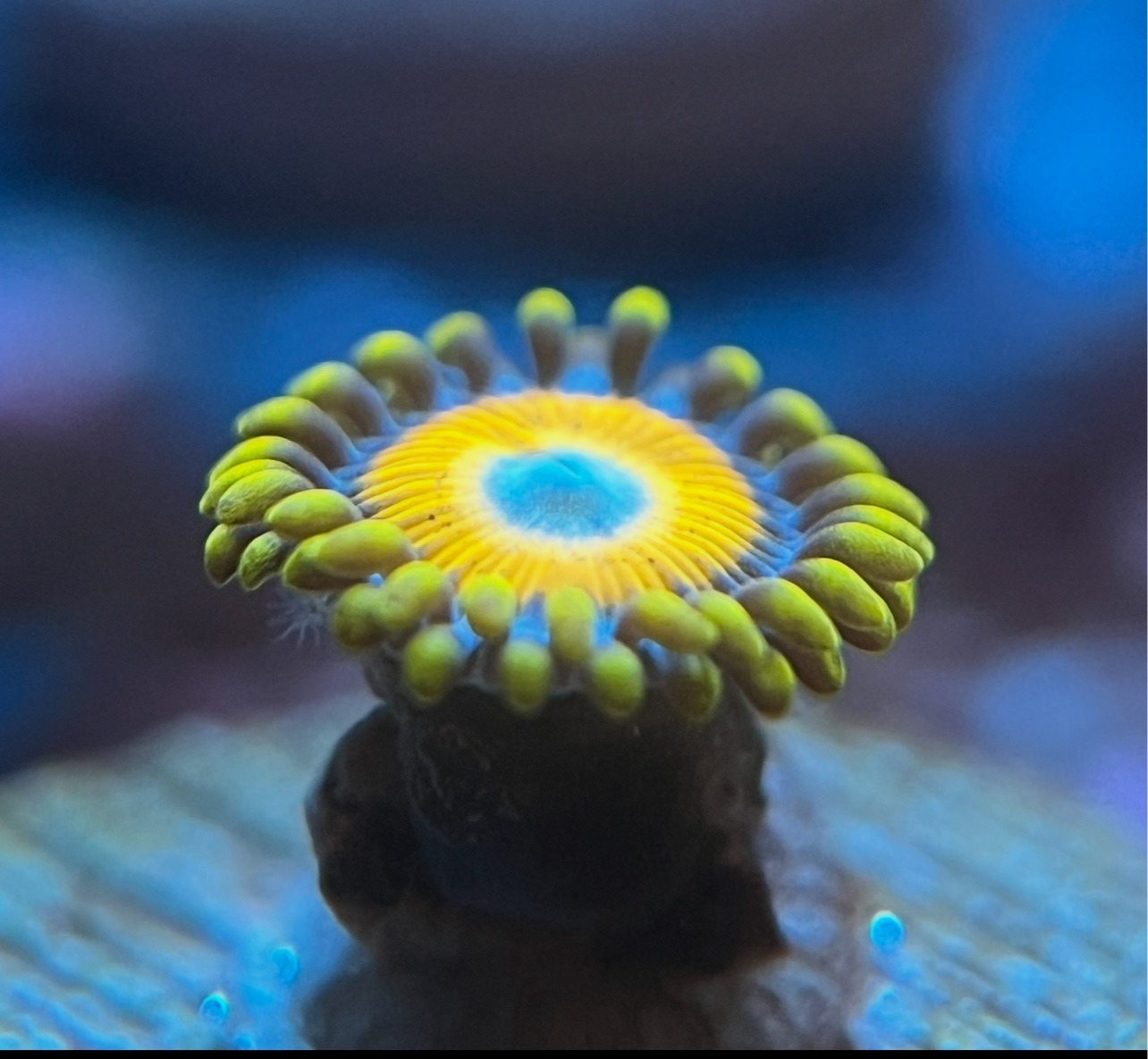 Zoanthus «Scrambled Eggs»