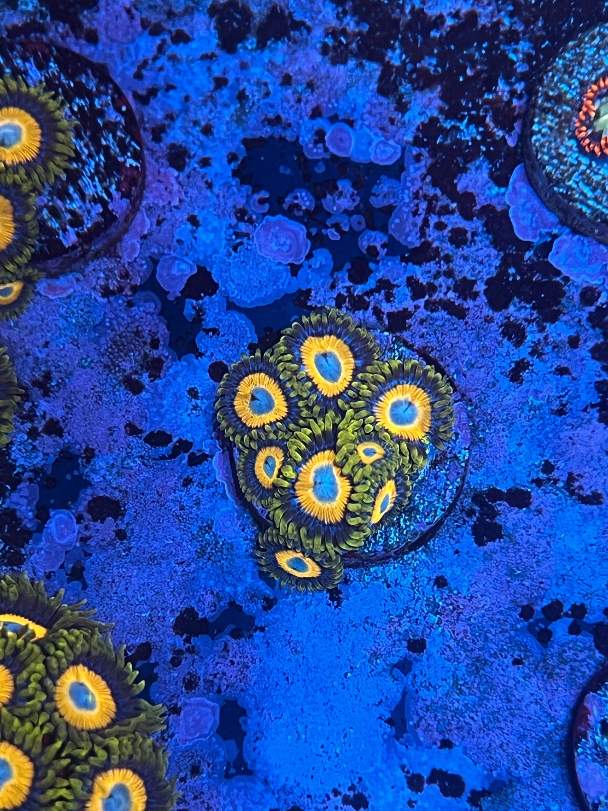 Zoanthus "Scrambled Eggs" - Imagen 3