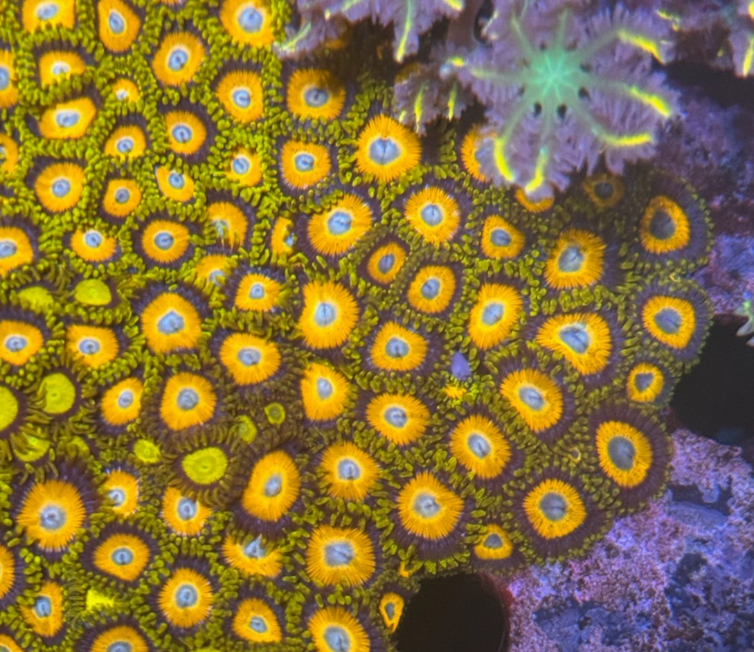 Zoanthus "Scrambled Eggs" - Imagen 2