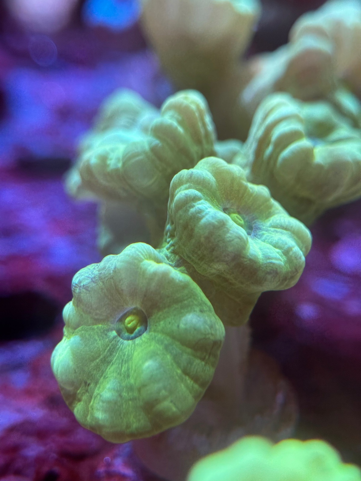 Caulastrea "Hulk" - Imagen 2