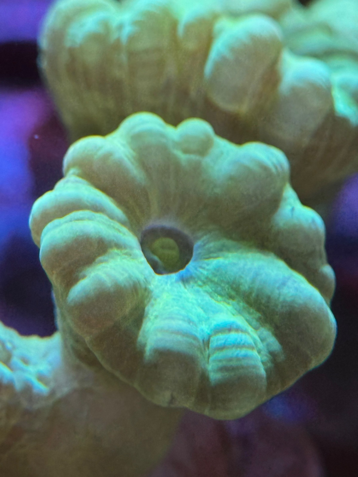 Caulastrea "Hulk" - Imagen 3