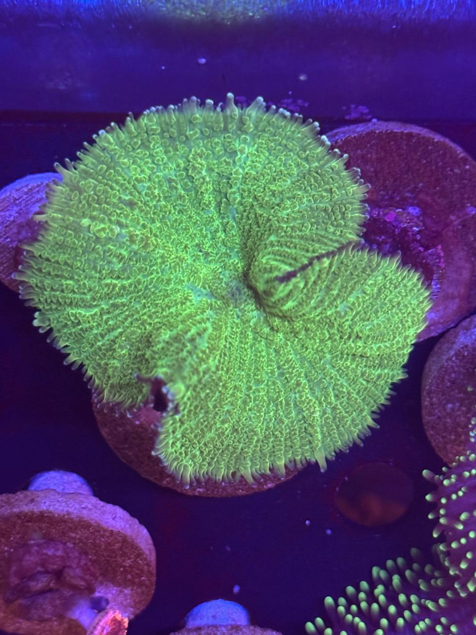 Rhodactis Inchoata Verde Neón