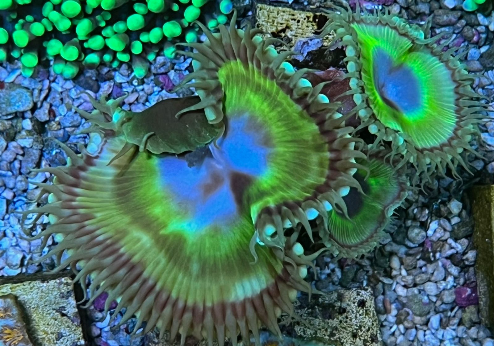 Palythoa «Grandis»