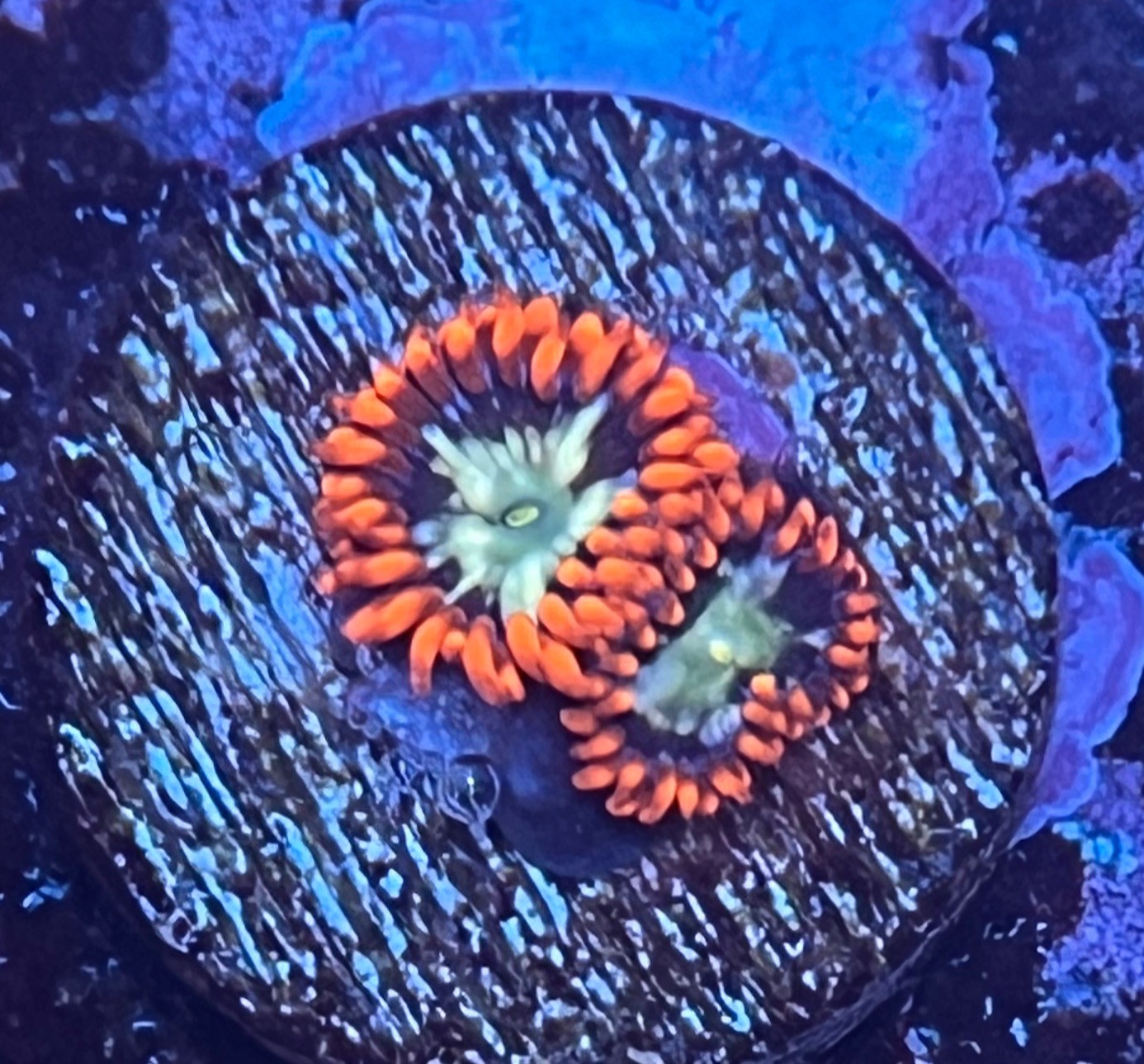 Zoanthus «Fire & Ice»