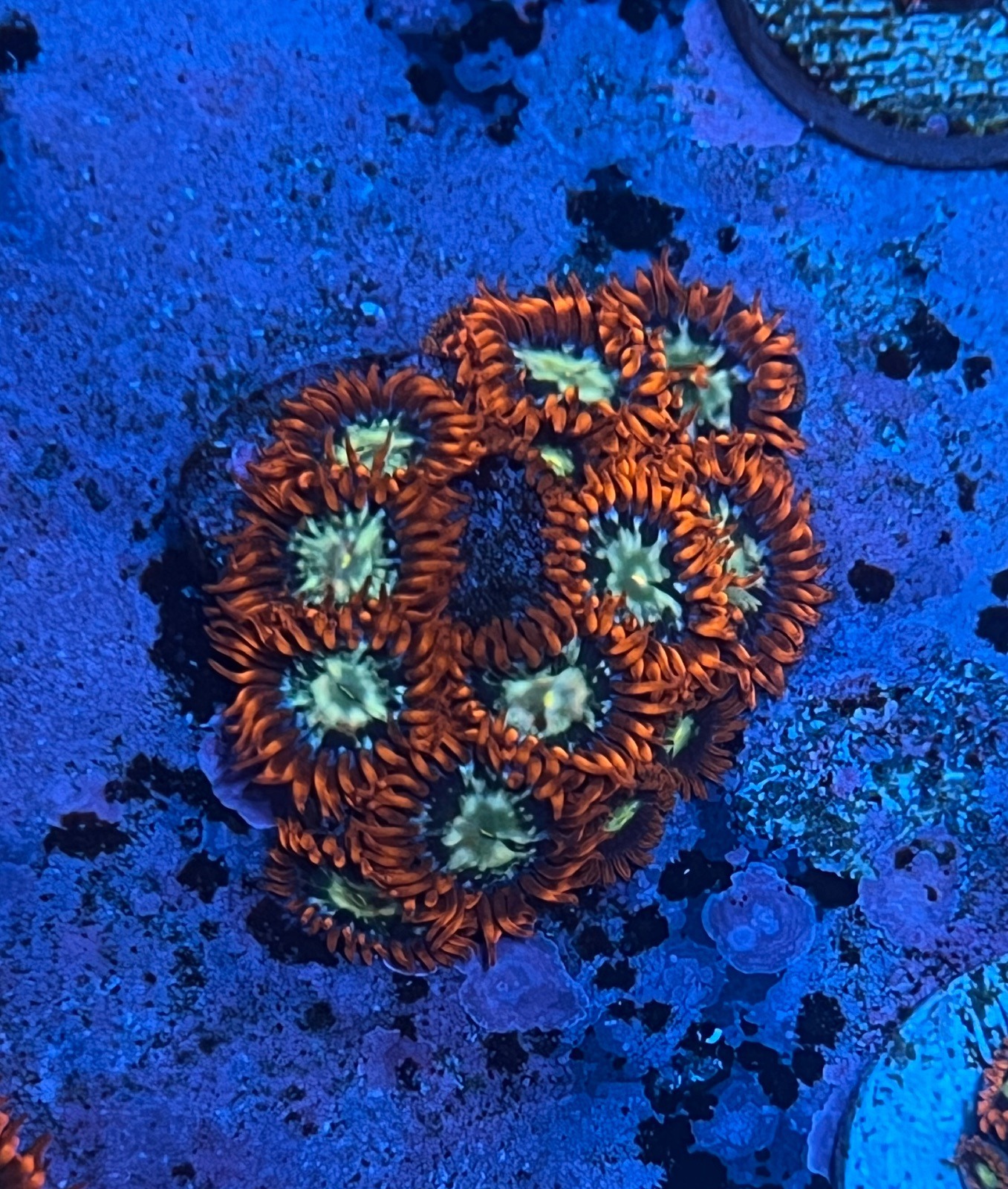 Zoanthus "Fire & Ice" - Imagen 3