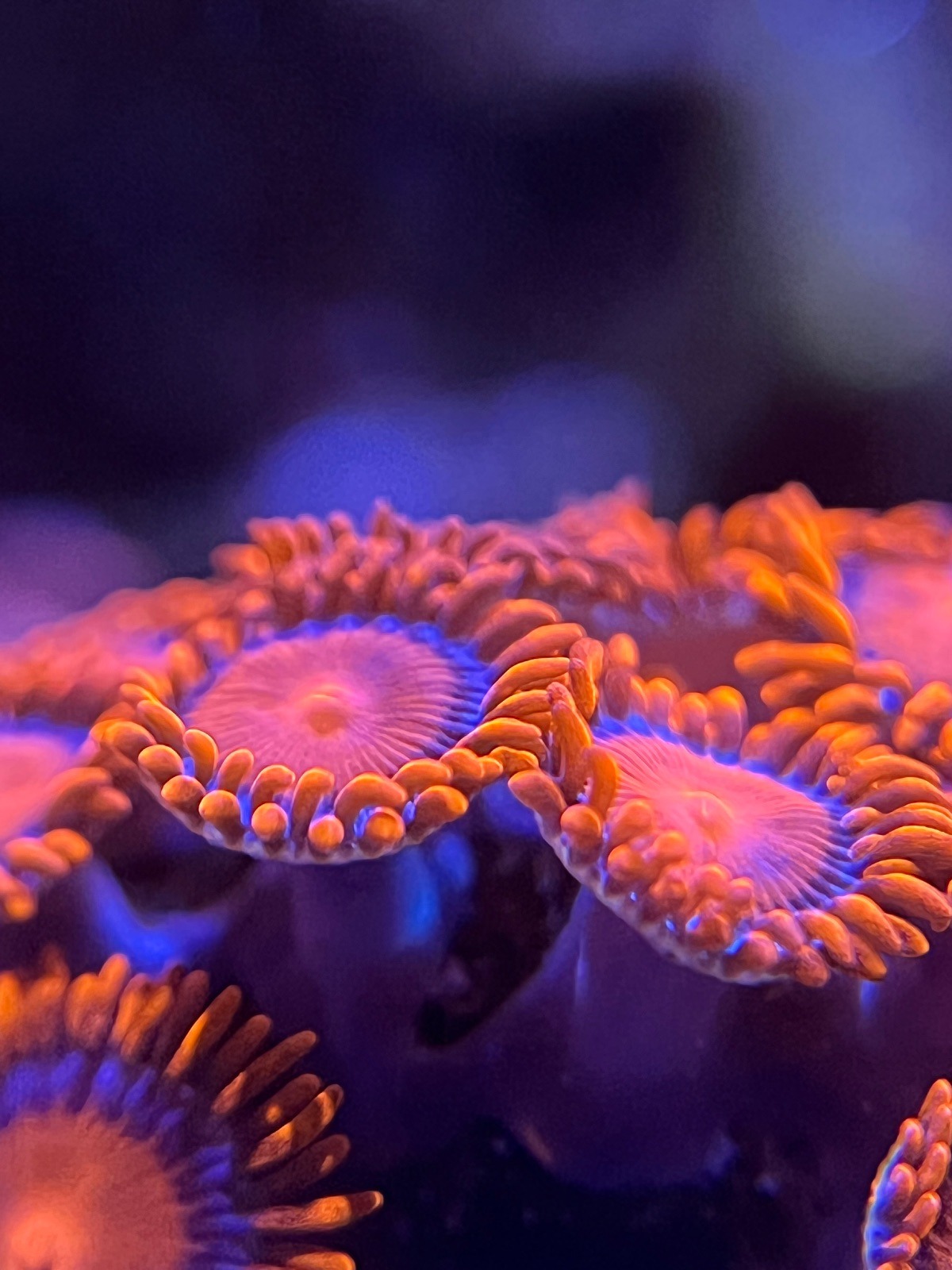 Zoanthus «Bam Bam»