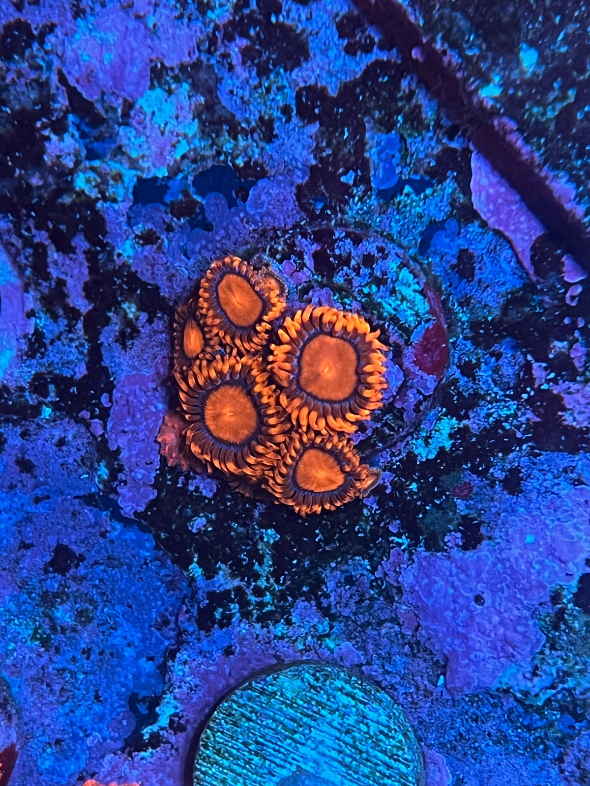 Zoanthus "Bam Bam" - Imagen 2