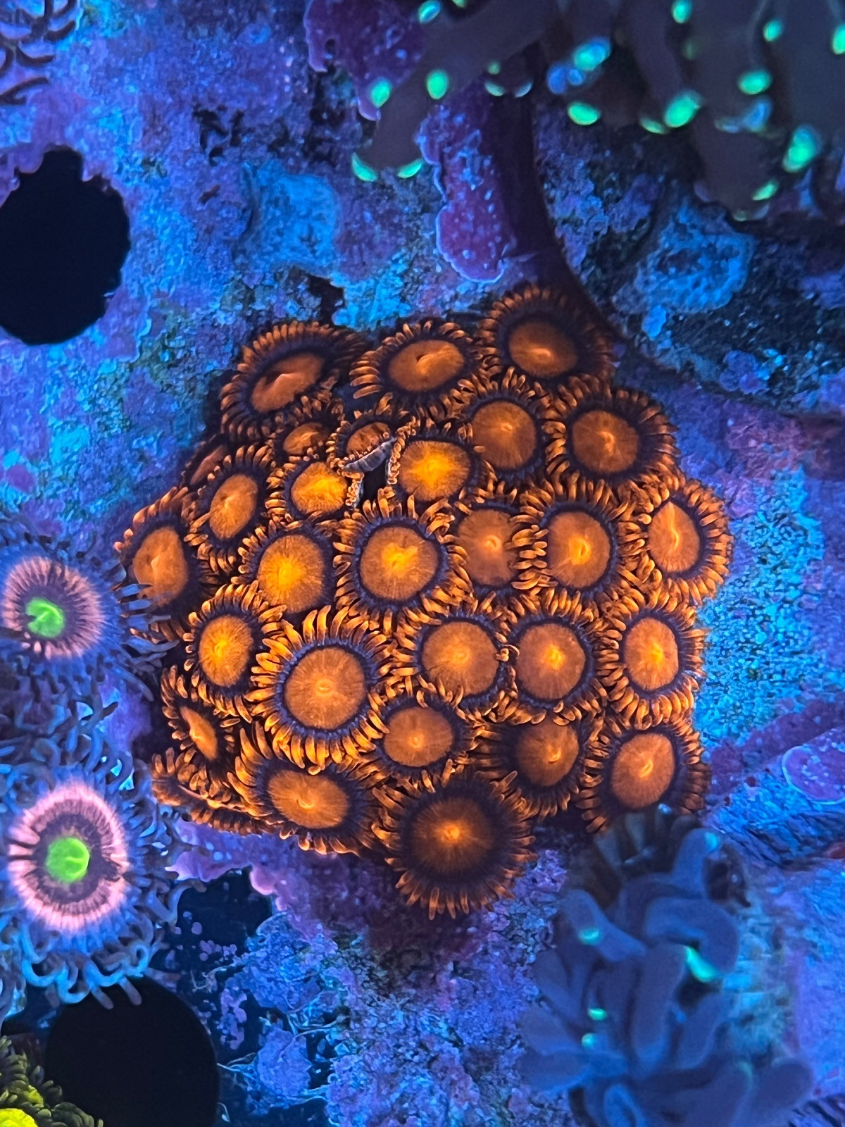 Zoanthus "Bam Bam" - Imagen 3