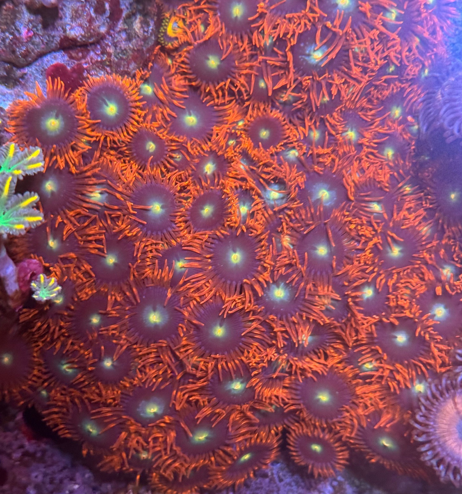 Zoanthus «Punk Rocker»