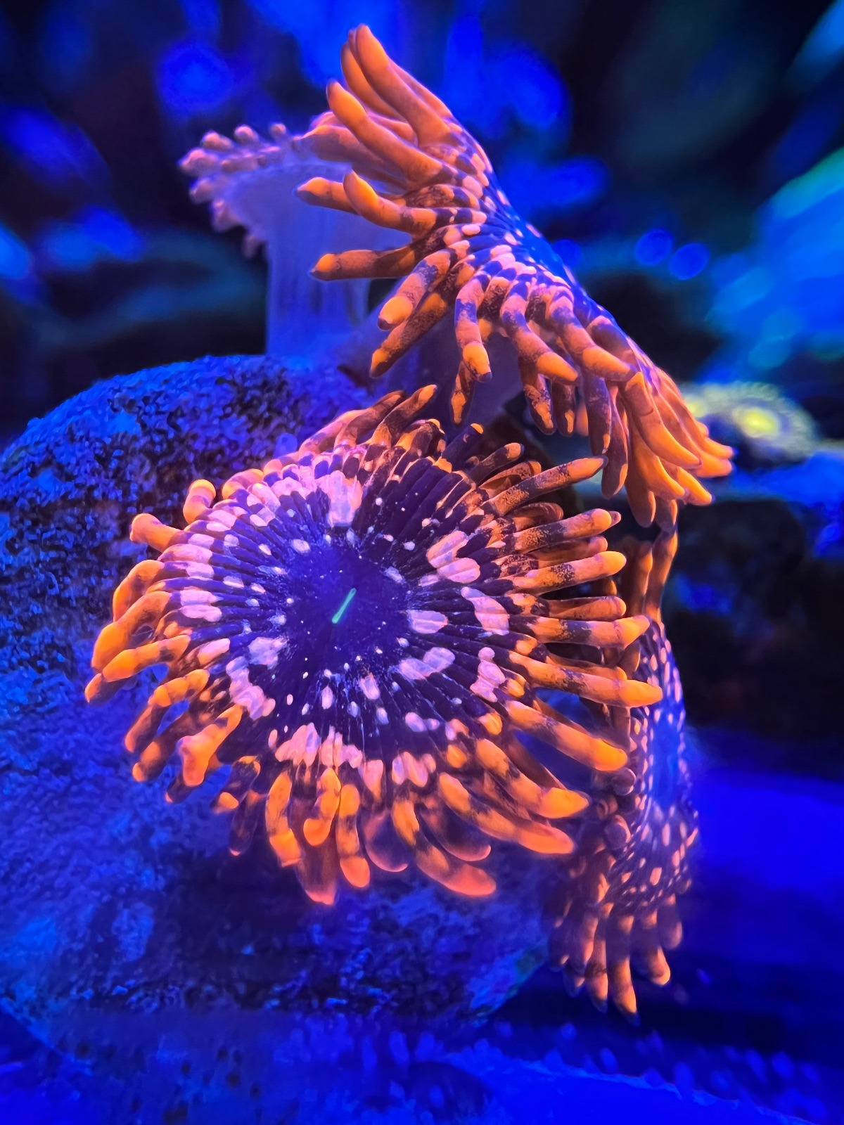 Zoanthus "Utter Chaos" - Imagen 2