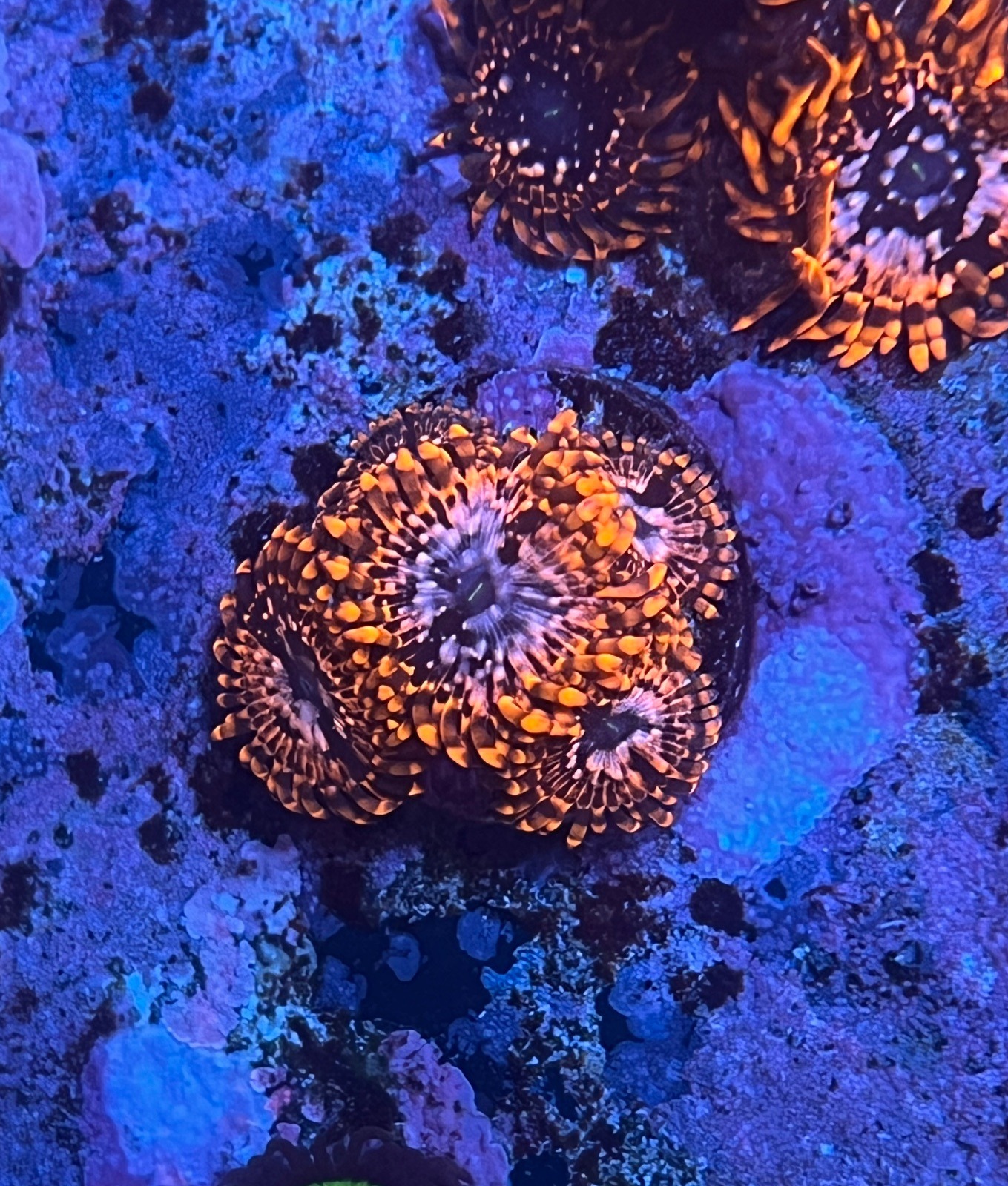 Zoanthus "Utter Chaos" - Imagen 3