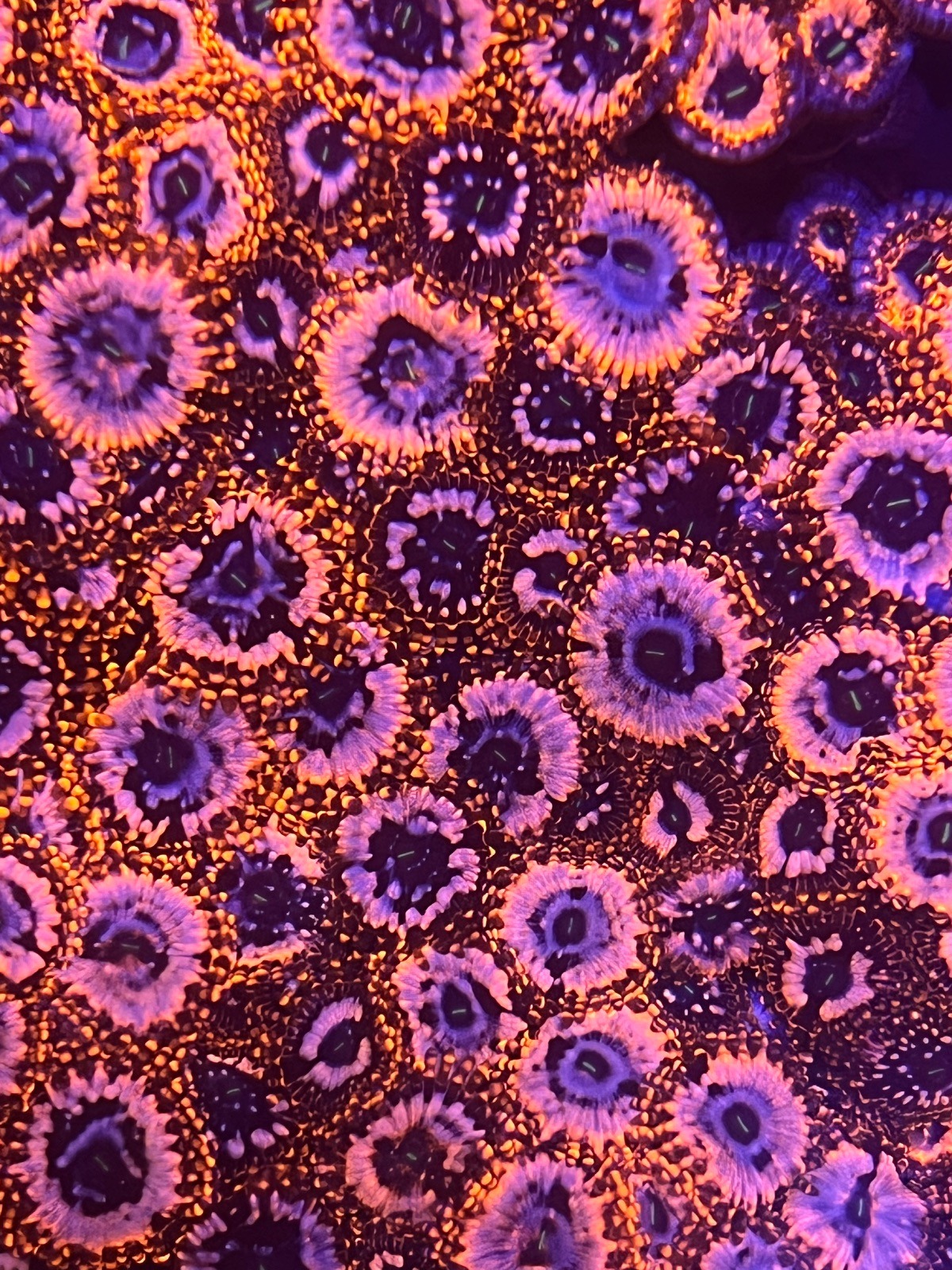 Zoanthus "Utter Chaos" - Imagen 4