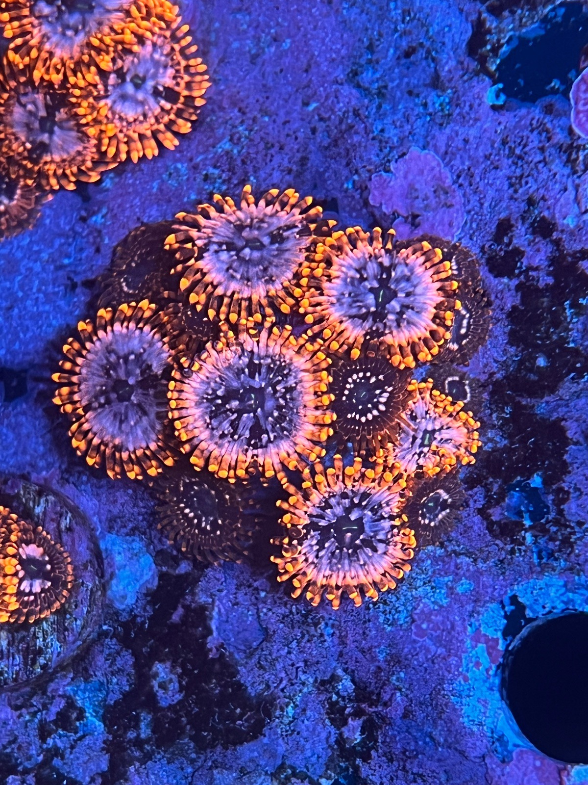 Zoanthus "Utter Chaos" - Imagen 5