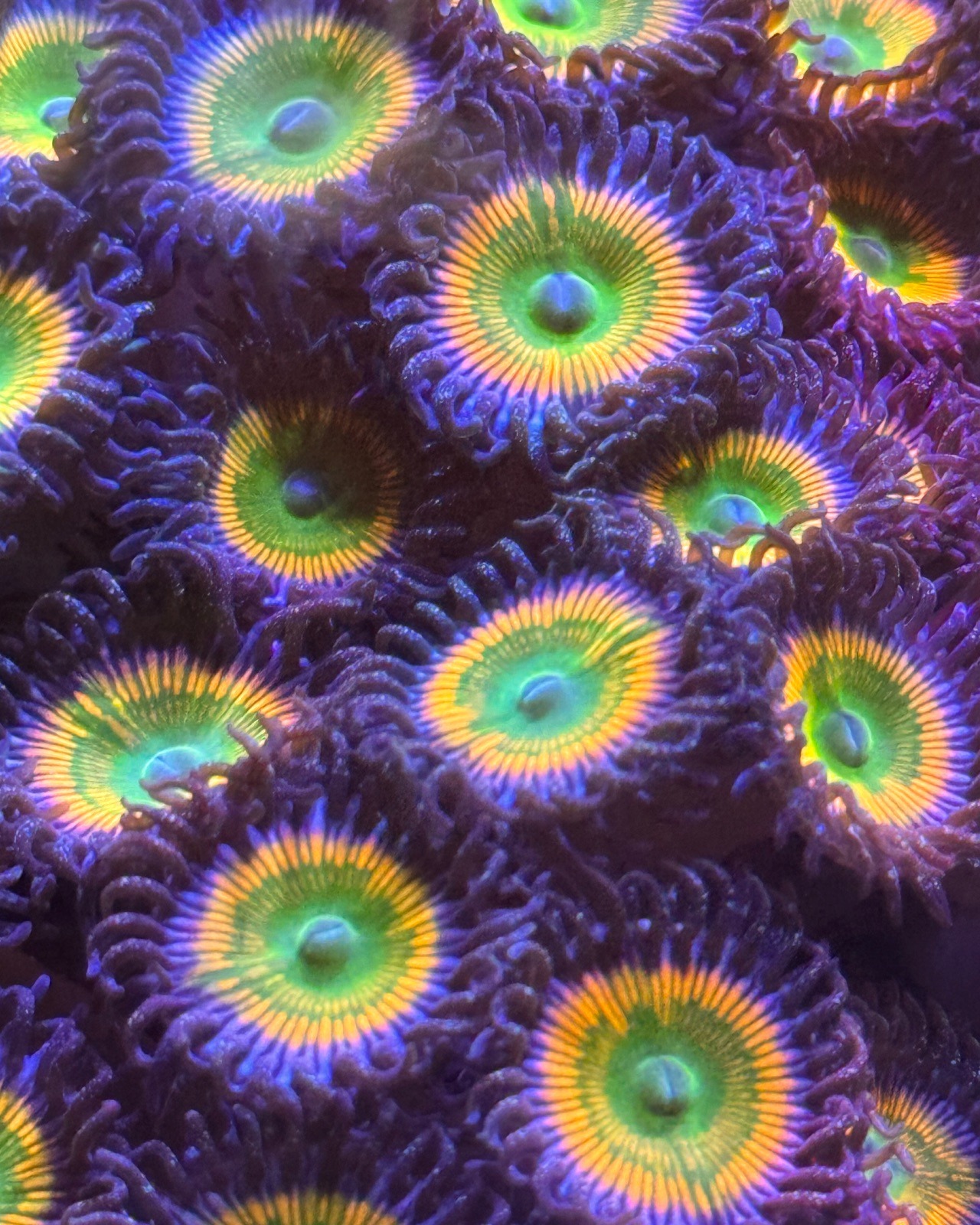 Zoanthus «Sunny D»