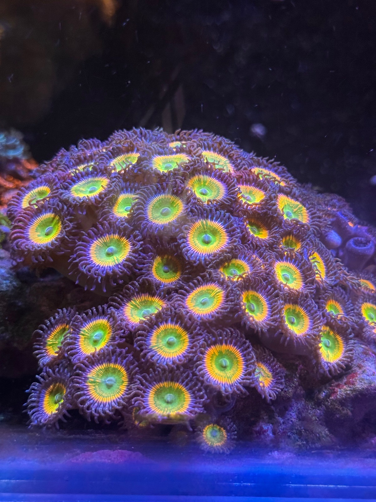 Zoanthus "Sunny D" - Imagen 2