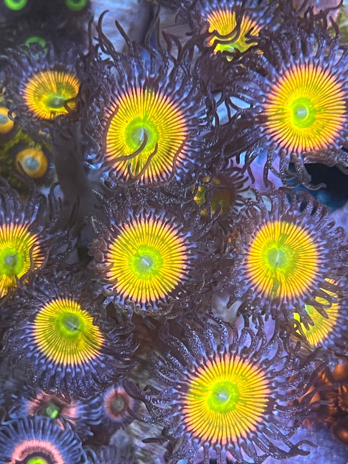 Zoanthus "Sunny D" - Imagen 3