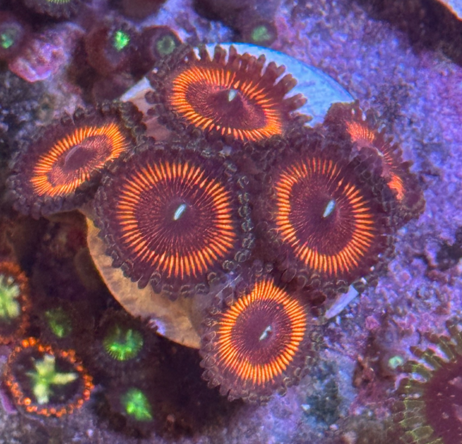 Zoanthus «Armor of God»