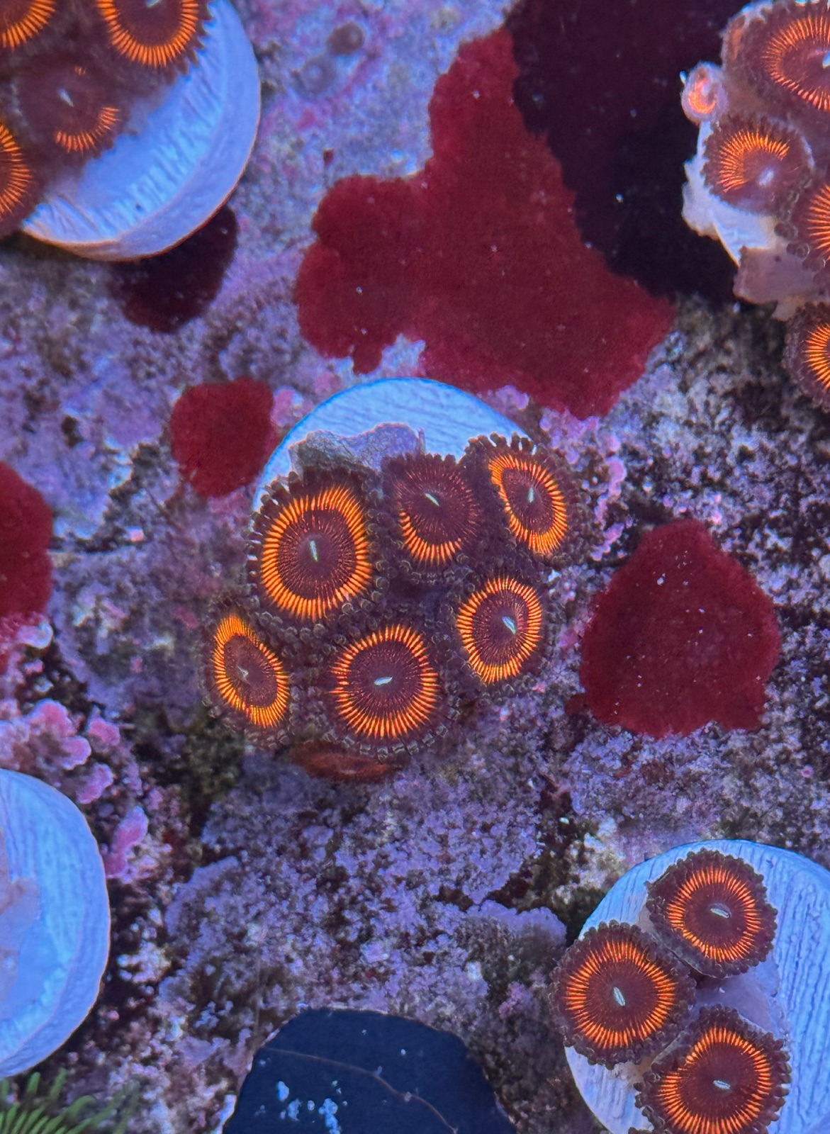 Zoanthus "Armor of God" - Imagen 2