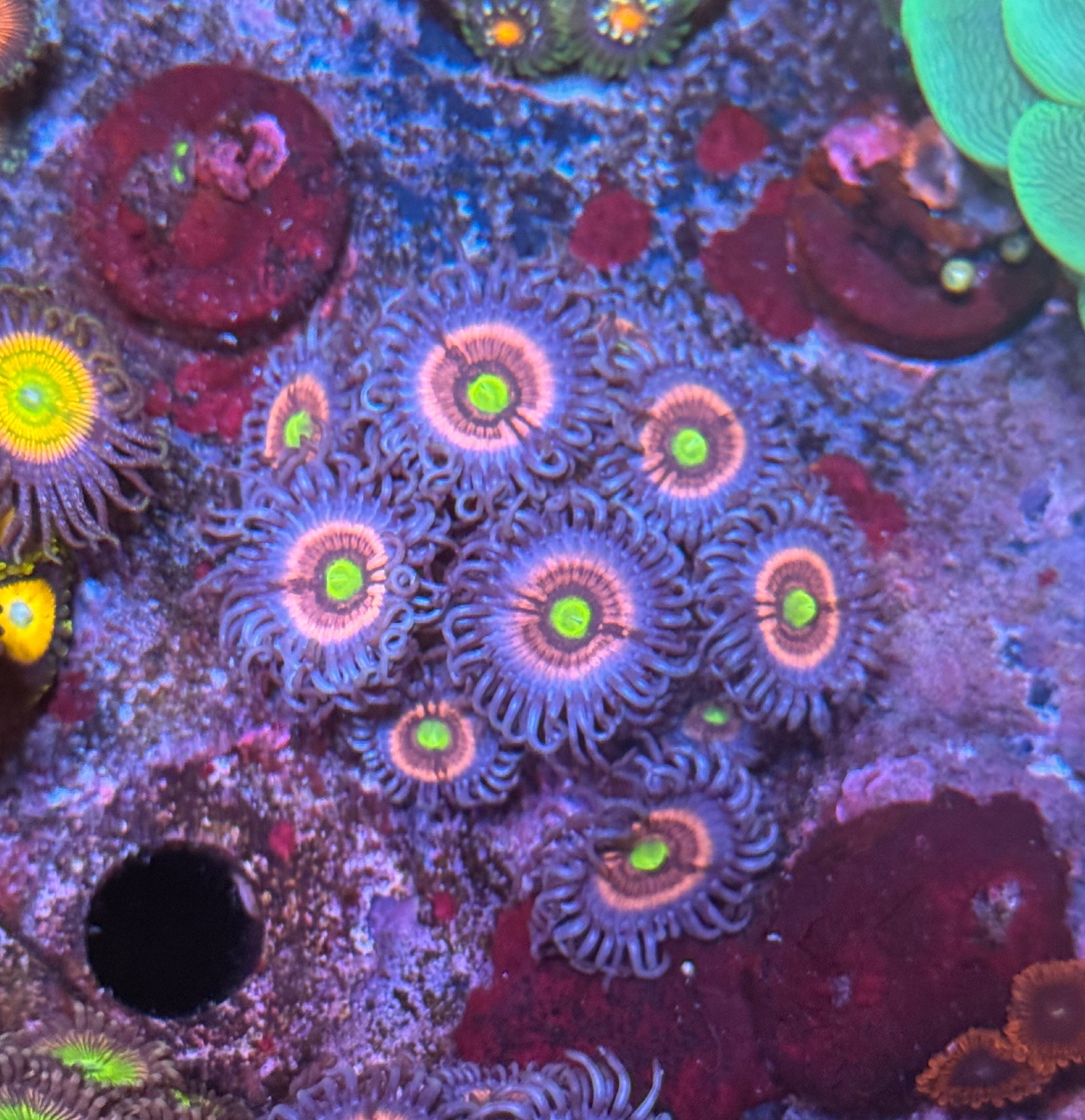 Zoanthus  Gobstropper