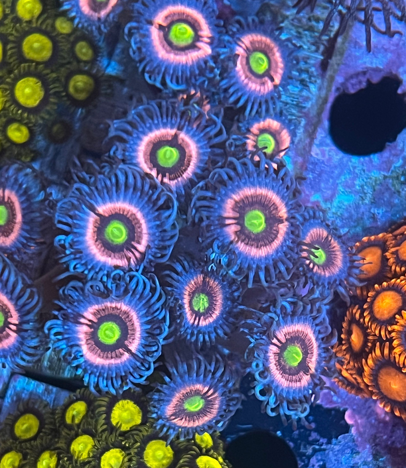 Zoanthus  Gobstropper - Imagen 2