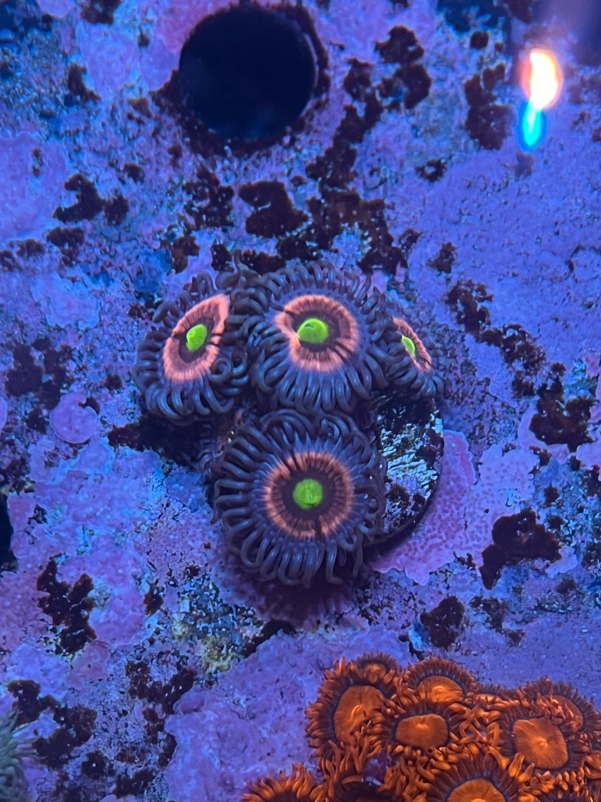 Zoanthus  Gobstropper - Imagen 3