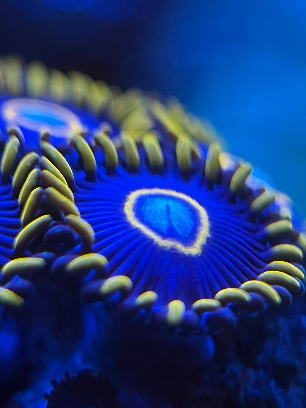 Zoanthus «Blue Hornet»