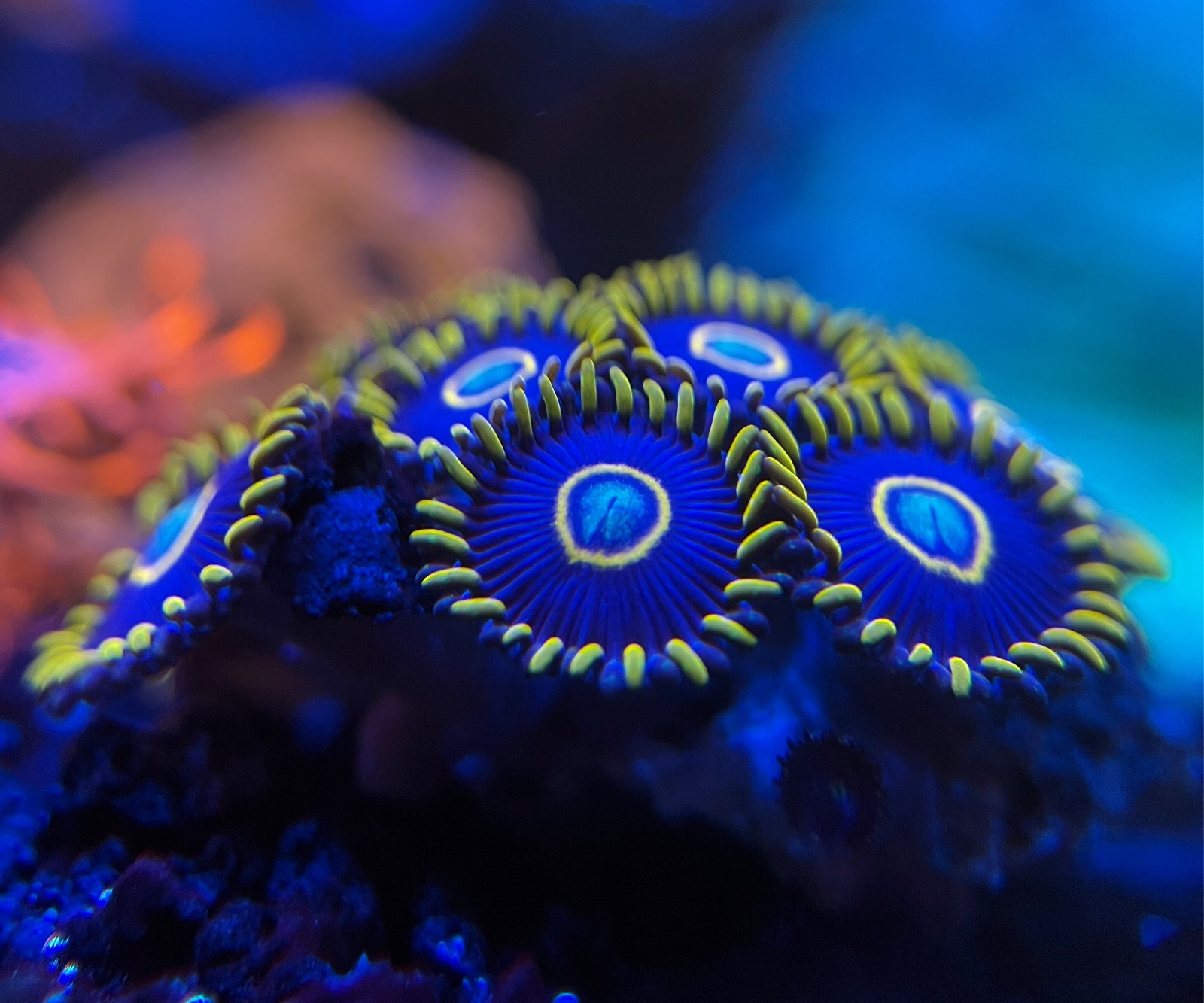Zoanthus "Blue Hornet" - Imagen 2
