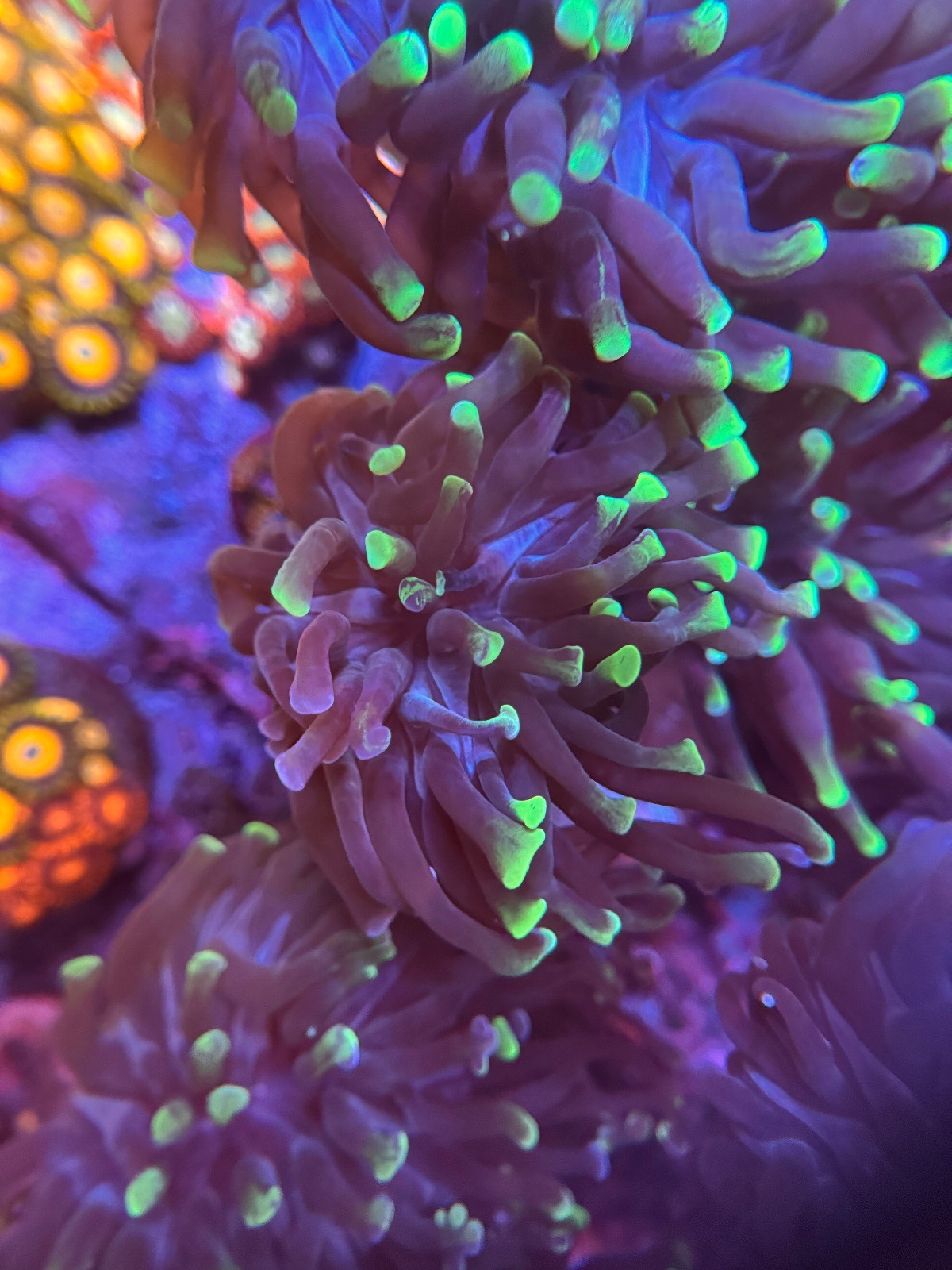 Euphyllia Hammer «Green Splatter»