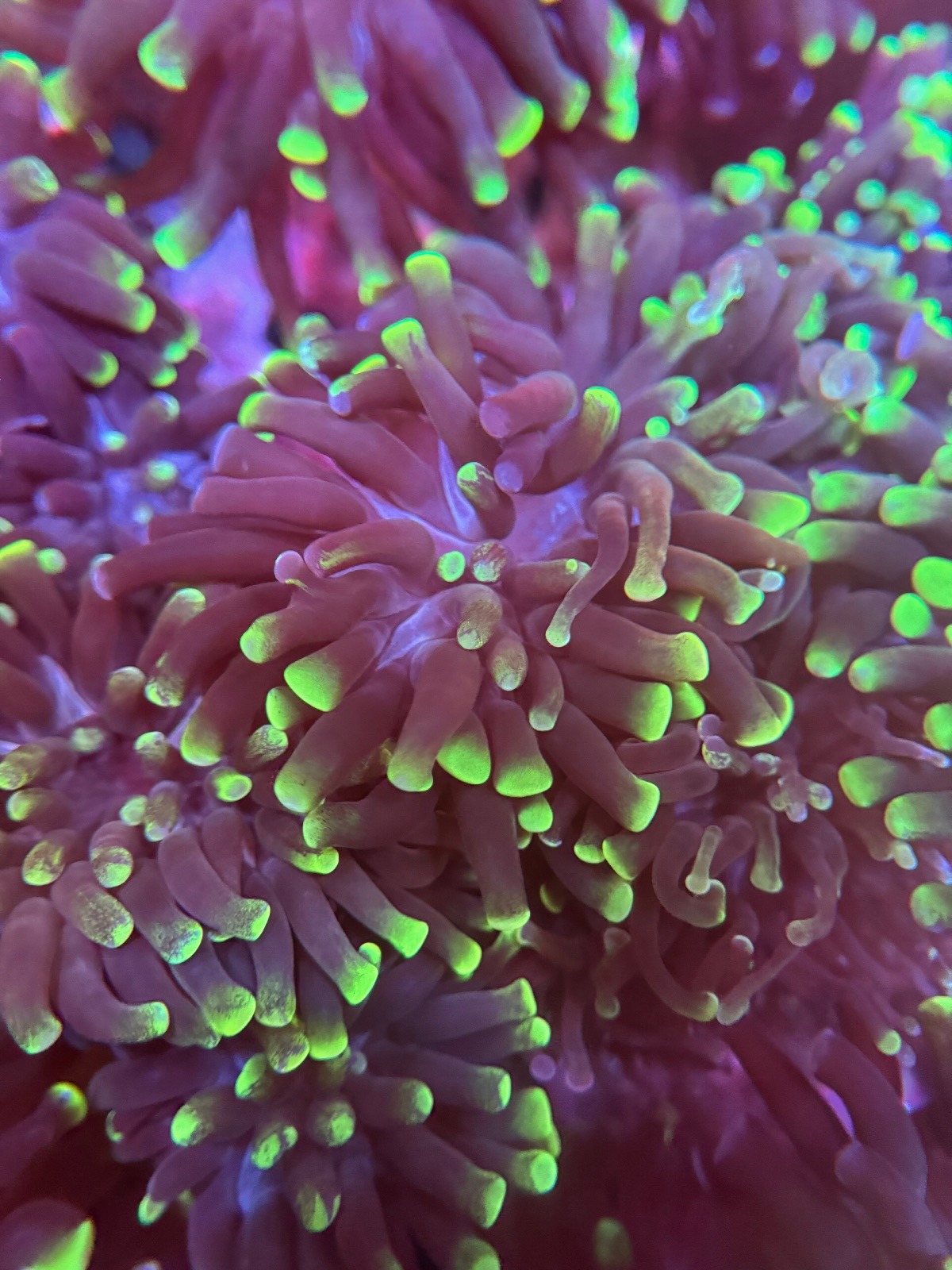 Euphyllia Hammer "Green Splatter" - Imagen 2