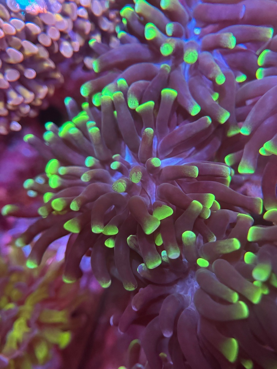 Euphyllia Hammer "Green Splatter" - Imagen 3