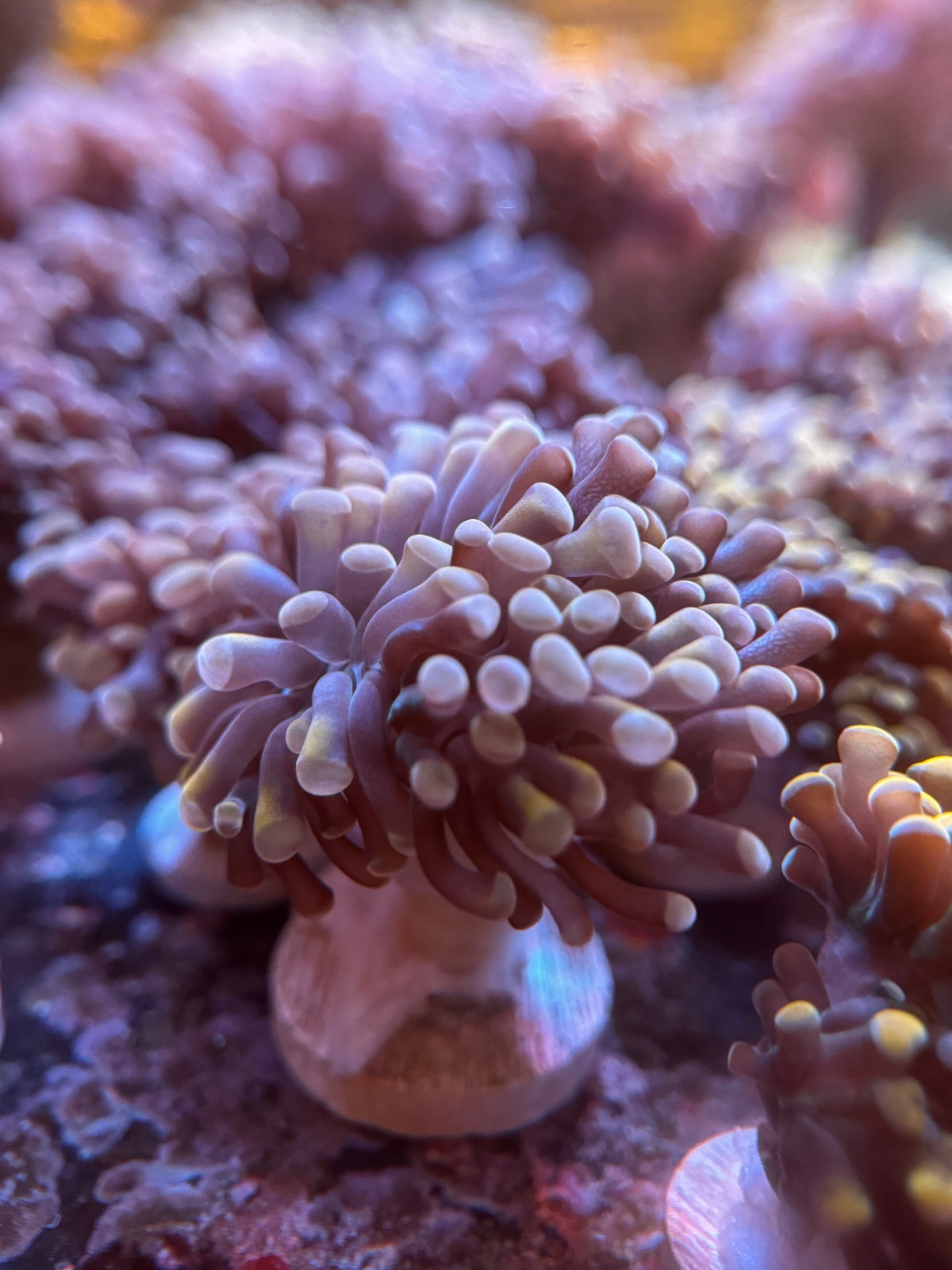 Euphyllia Paraancora «Rosa»