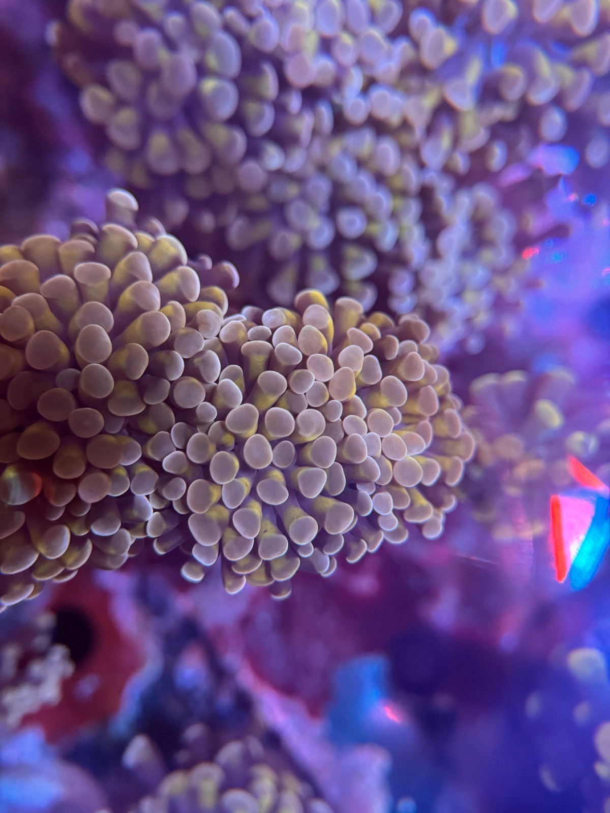 Euphyllia Paraancora "Rosa" - Imagen 2