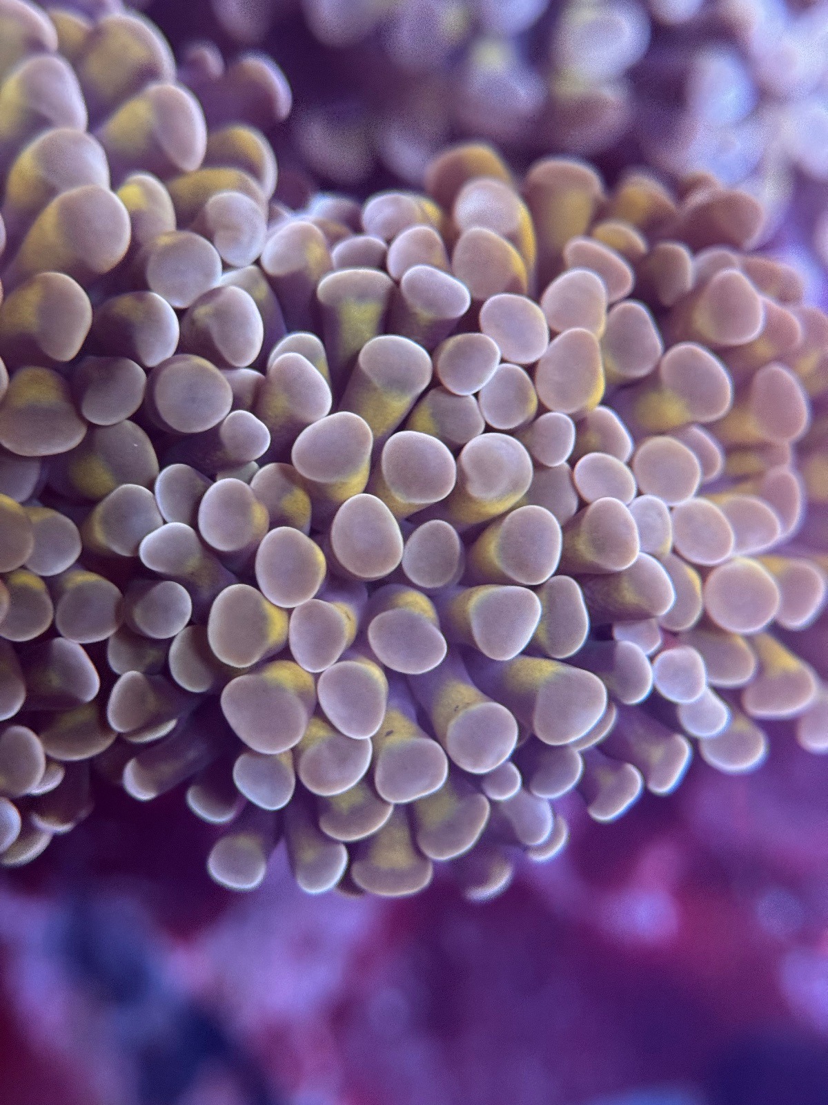 Euphyllia Paraancora "Rosa" - Imagen 3