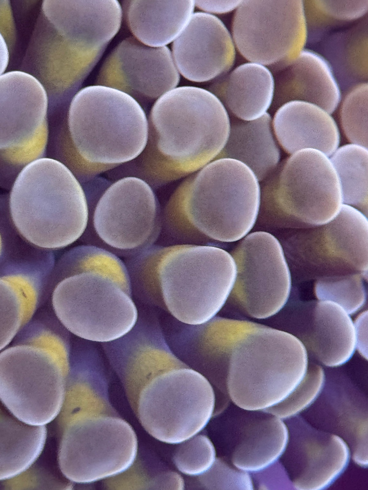 Euphyllia Paraancora "Rosa" - Imagen 4