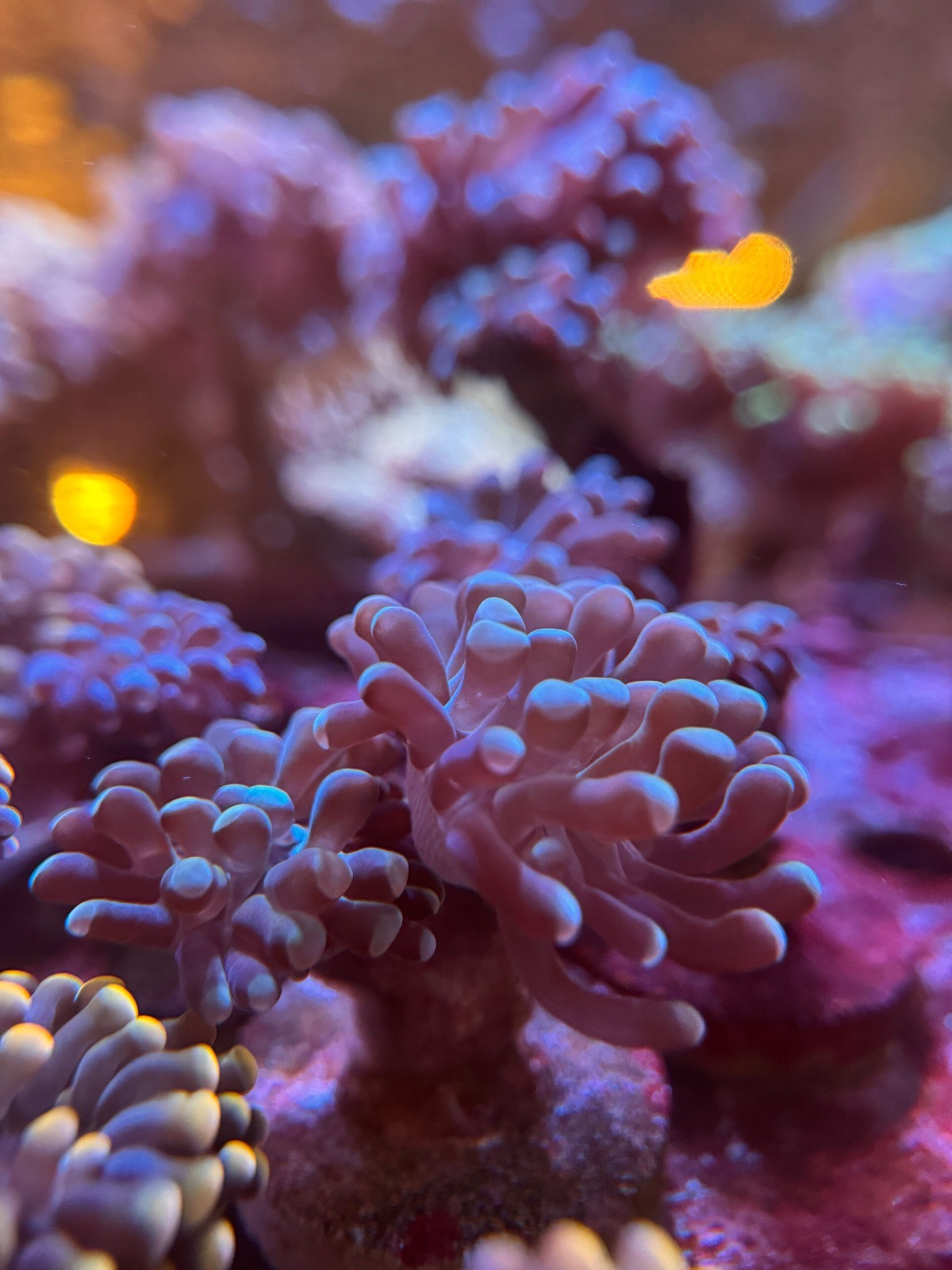 Euphyllia Paraancora «Green Mint»