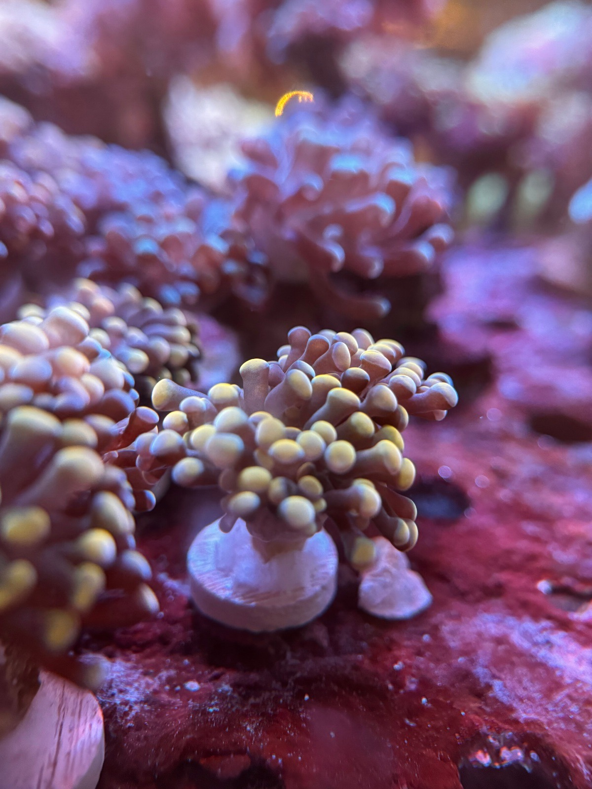 Euphyllia Paraancora «Gold»