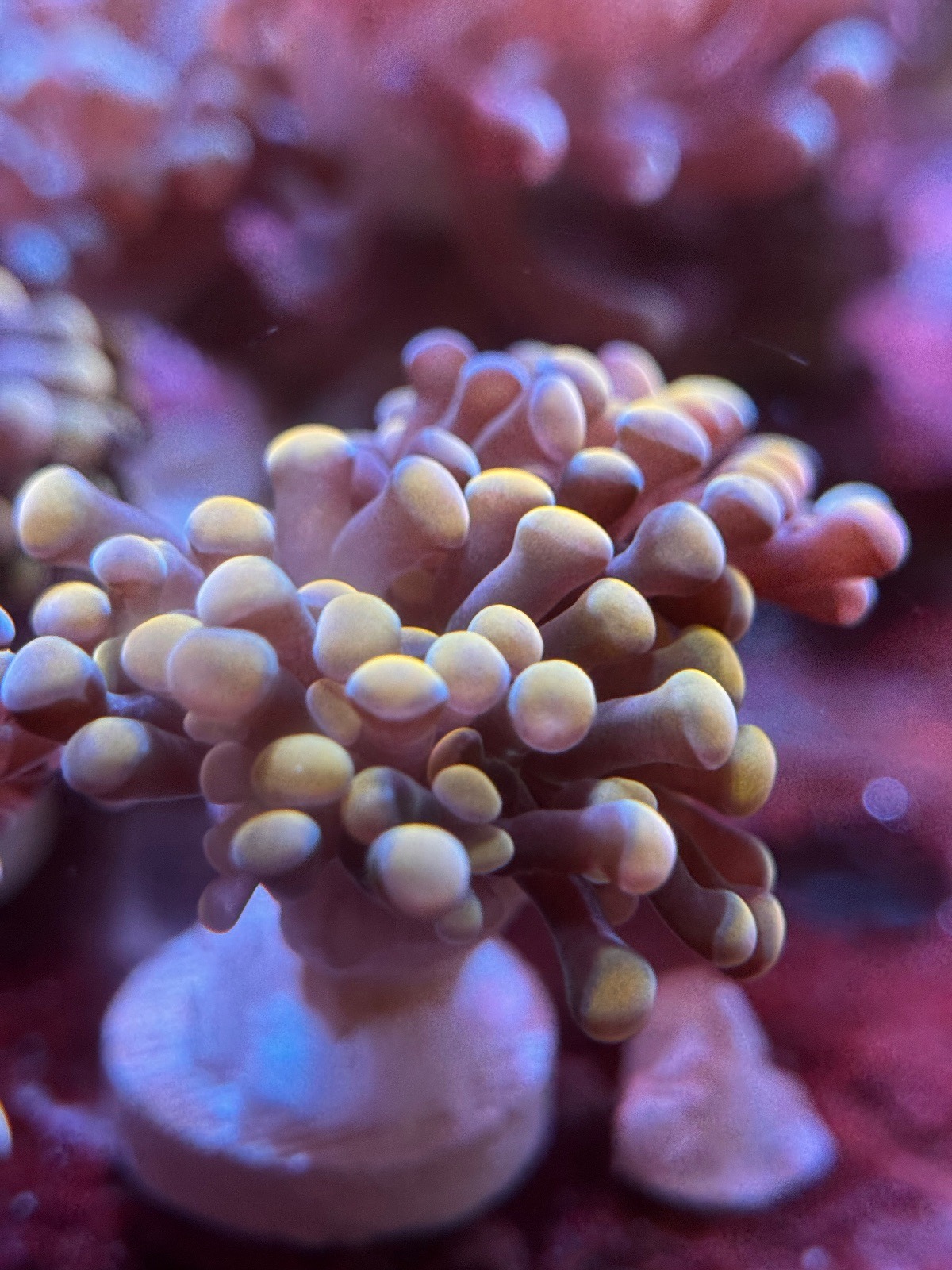 Euphyllia Paraancora "Gold" - Imagen 2