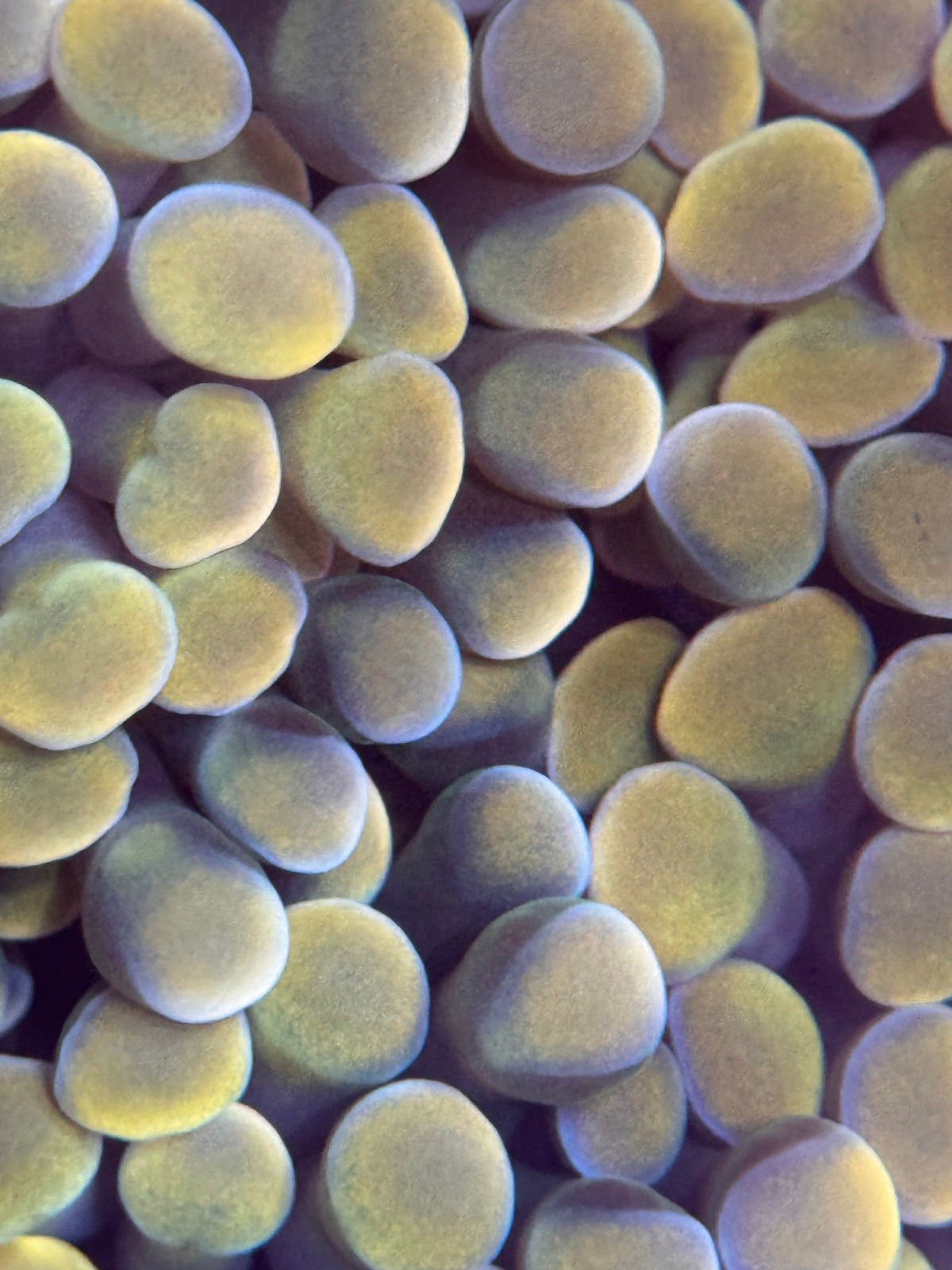 Euphyllia Paraancora "Gold" - Imagen 3