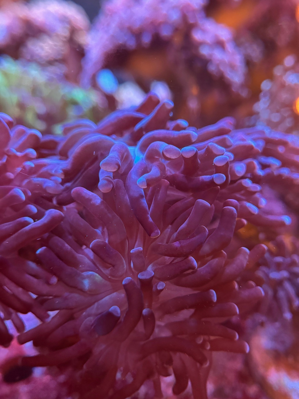 Euphyllia Hammer «Purple»