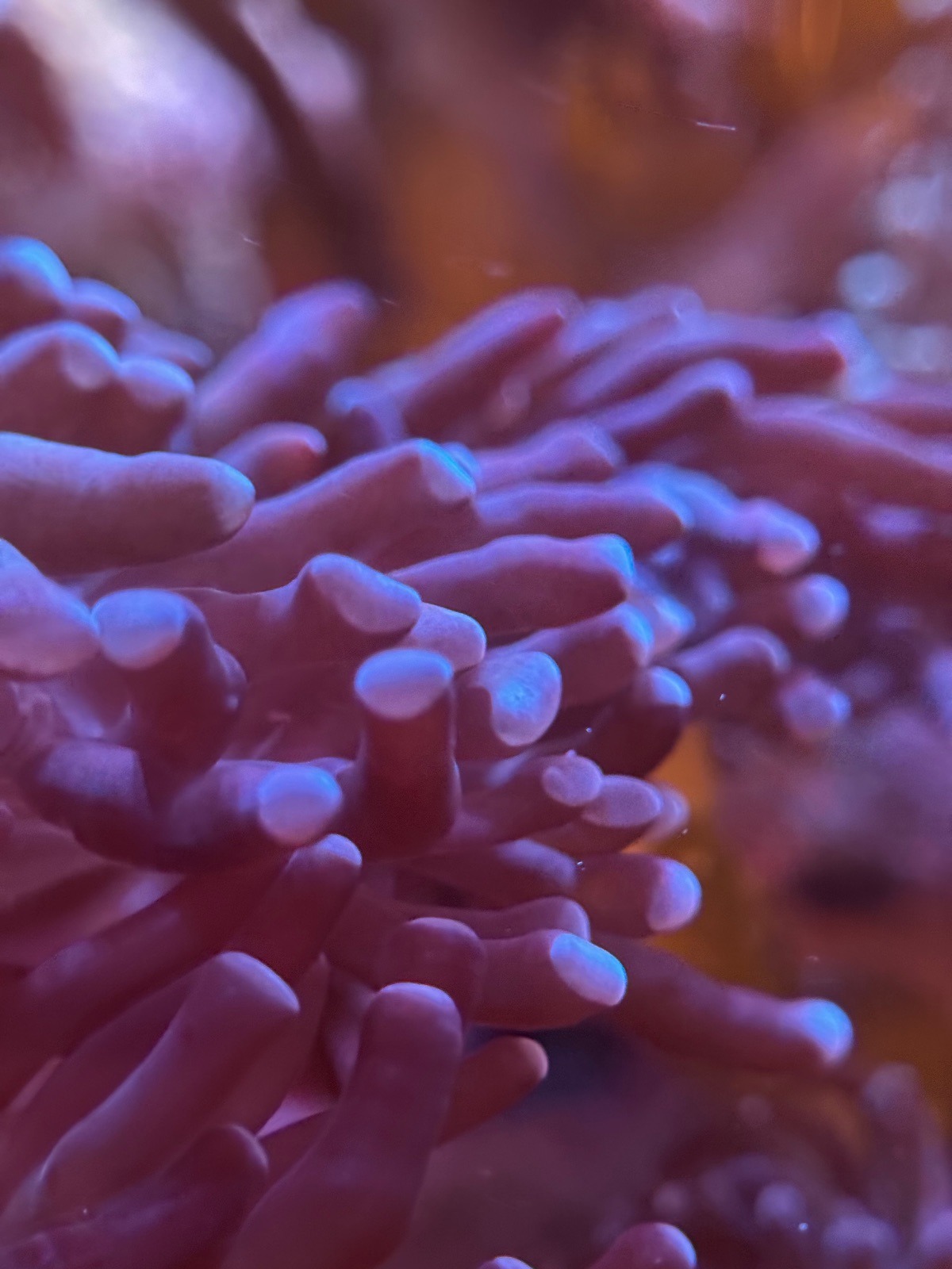 Euphyllia Hammer "Purple" - Imagen 2