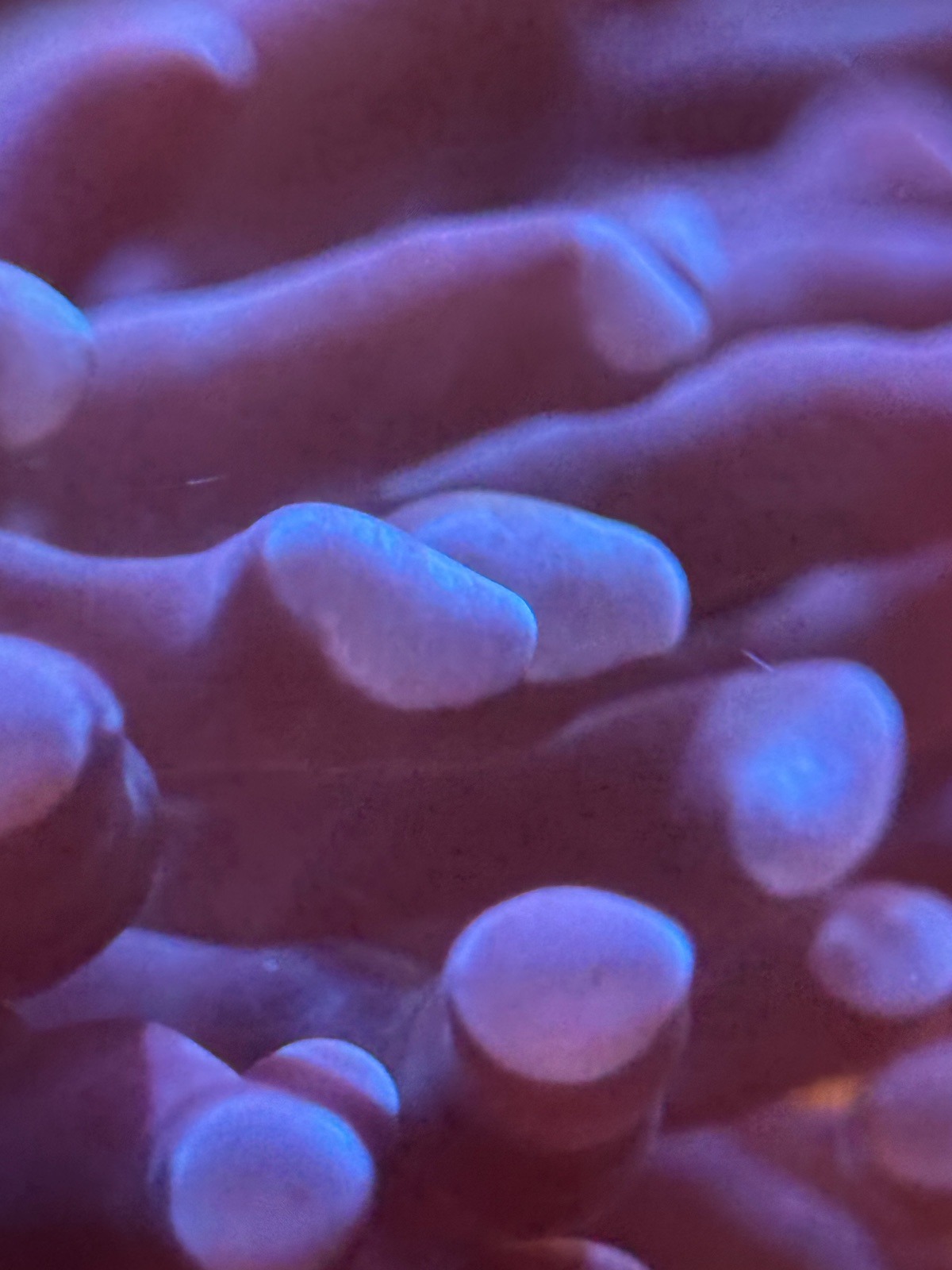 Euphyllia Hammer "Purple" - Imagen 3