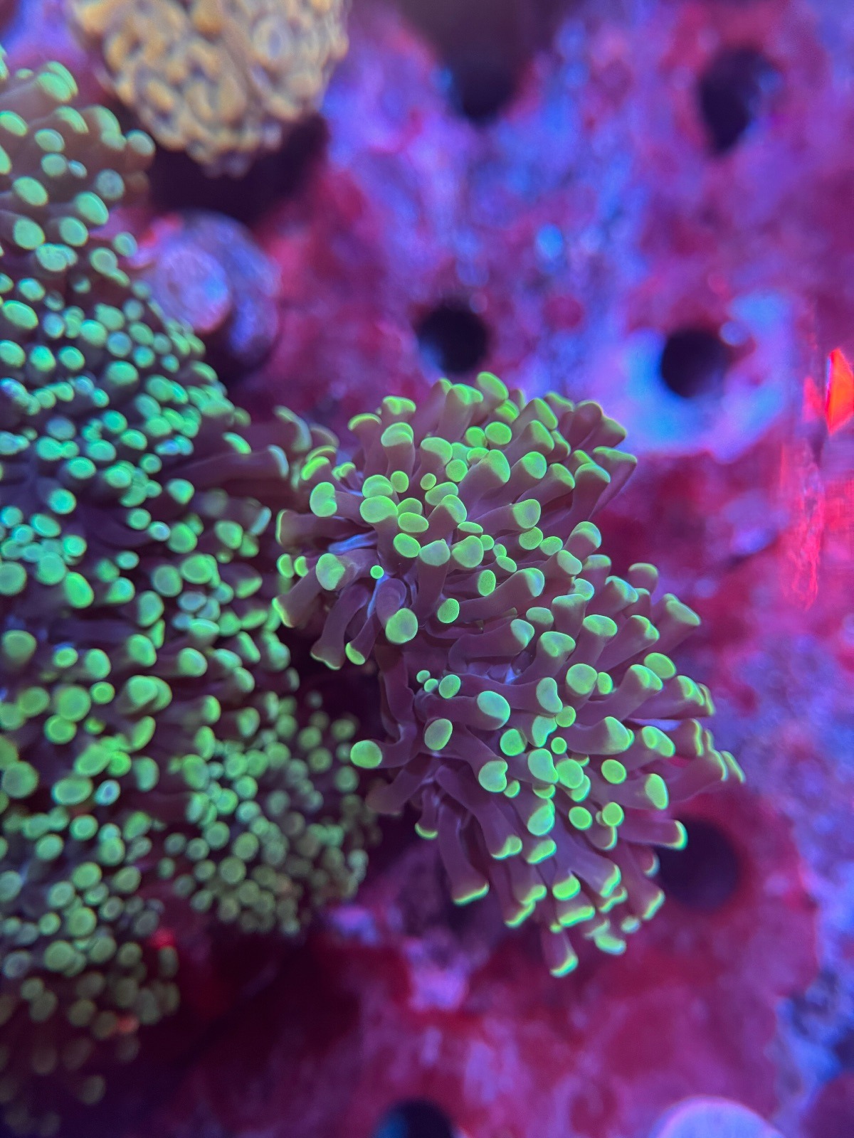 Euphyllia Paraancora «Green»