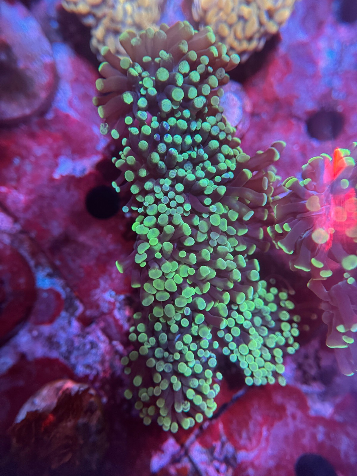 Euphyllia Paraancora "Green" - Imagen 2