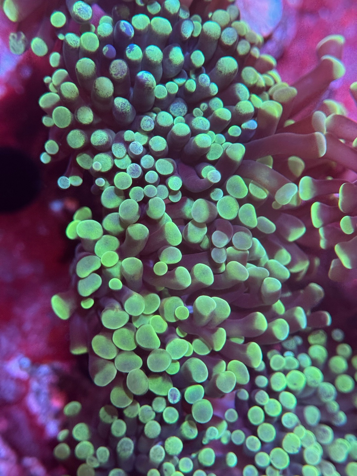 Euphyllia Paraancora "Green" - Imagen 3