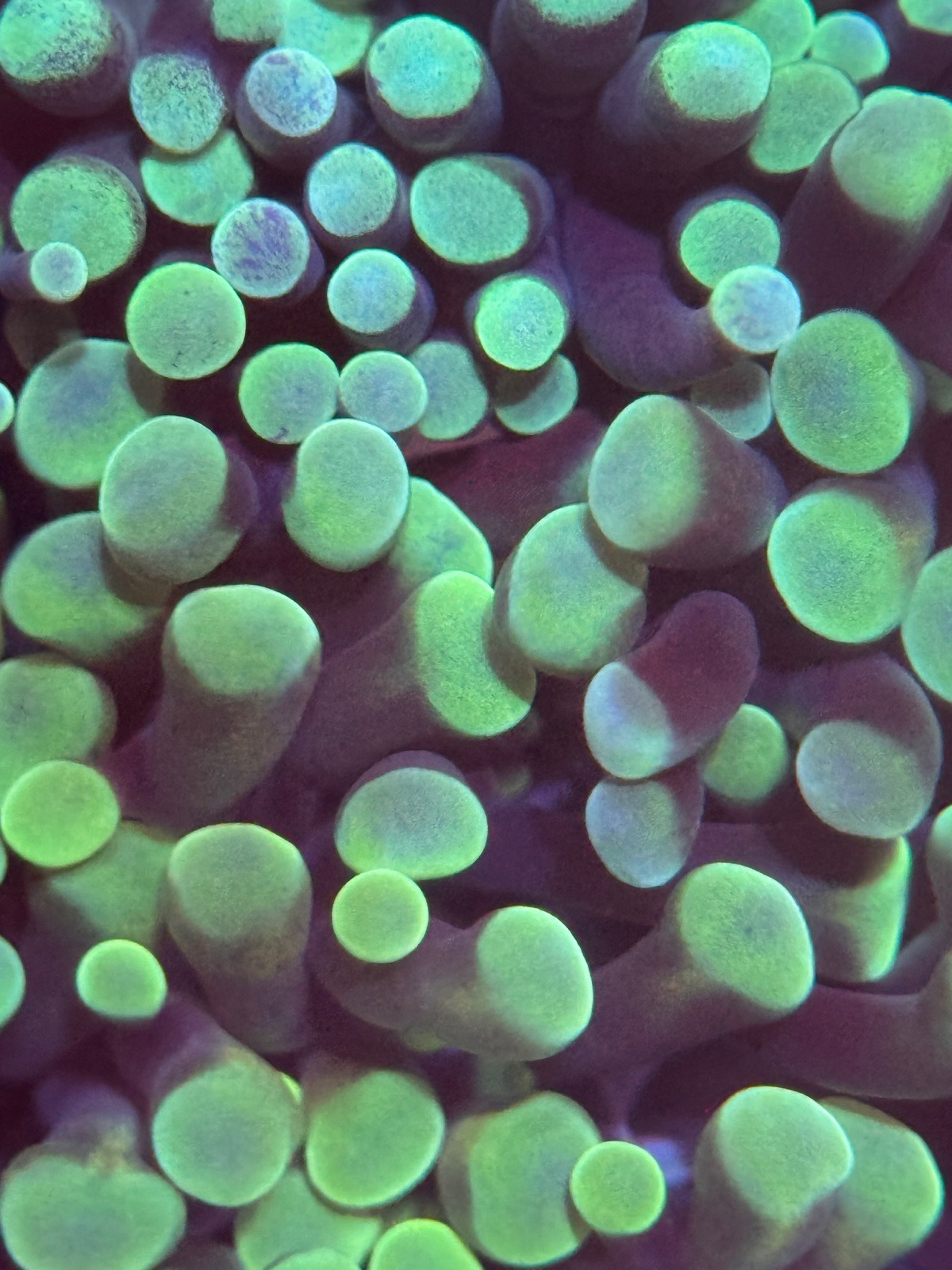 Euphyllia Paraancora "Green" - Imagen 4