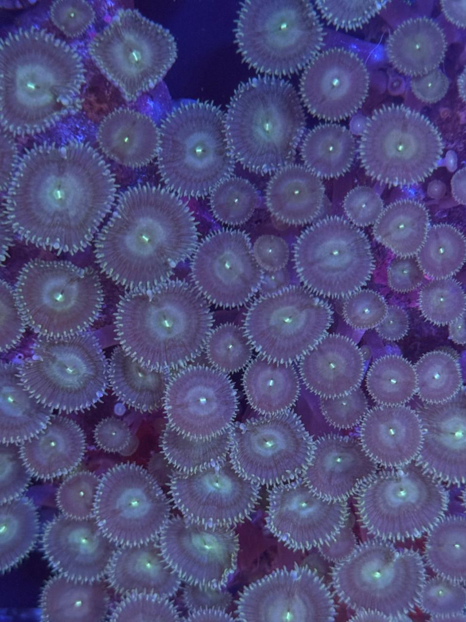 Palythoa Salvaje Verde